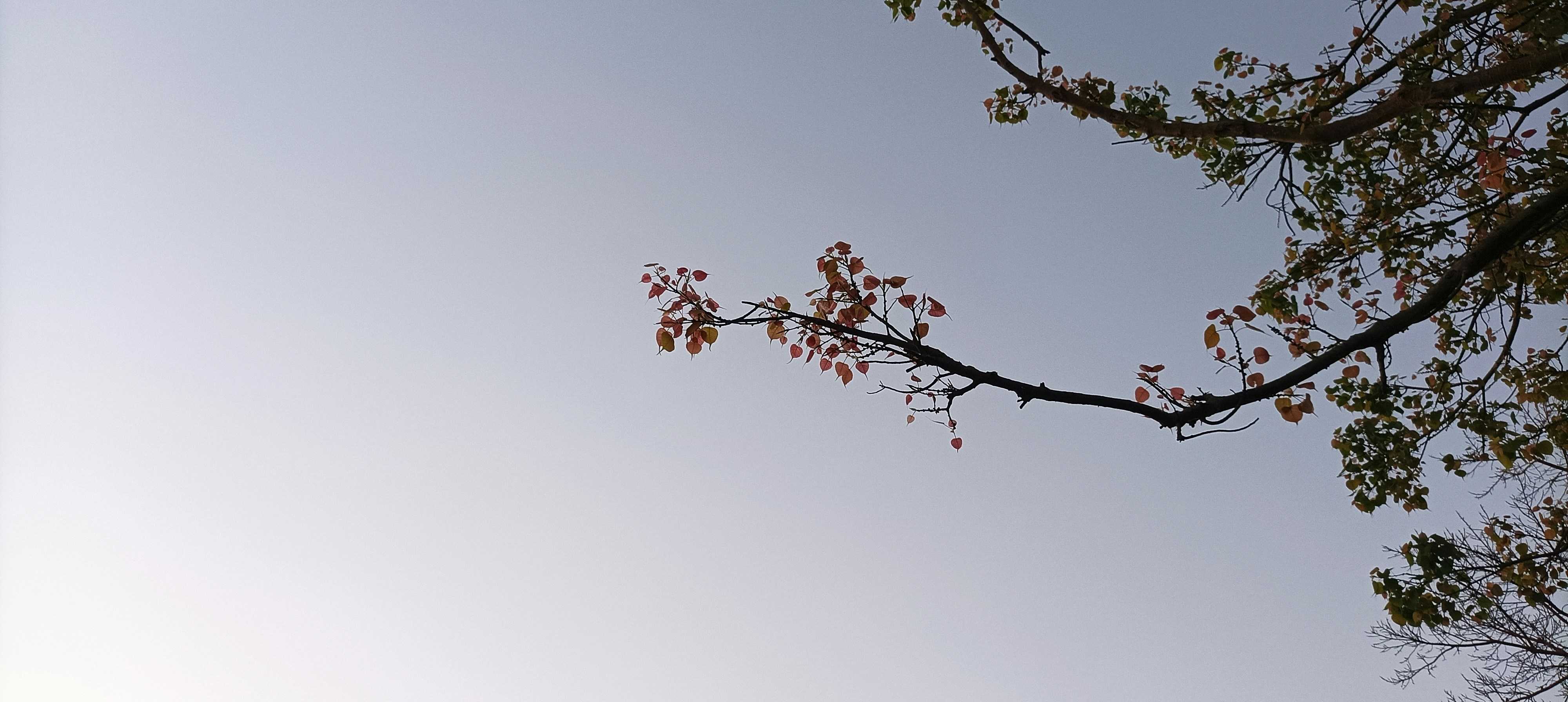 Photo by roshanmsboy420