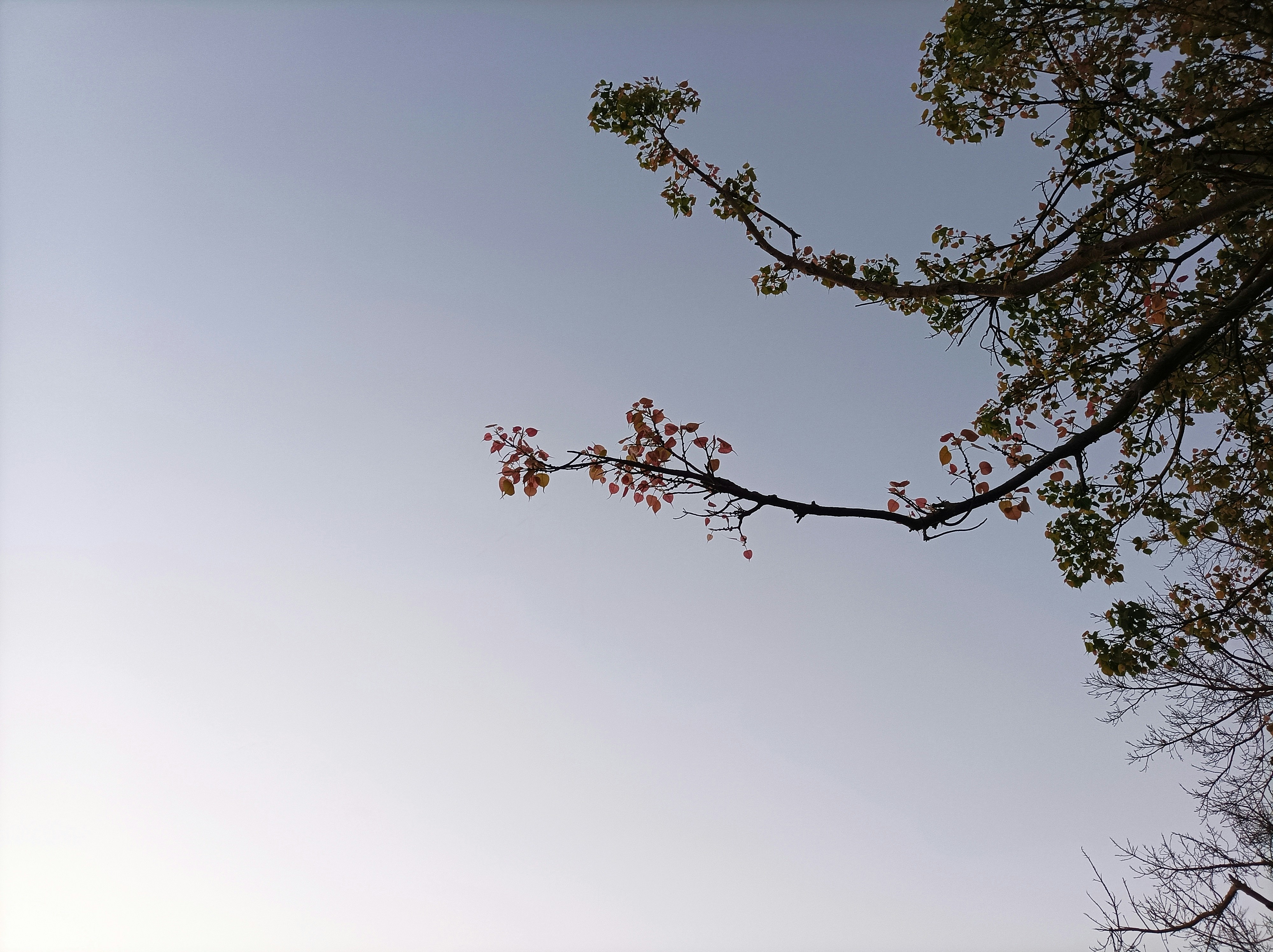 Photo by roshanmsboy420