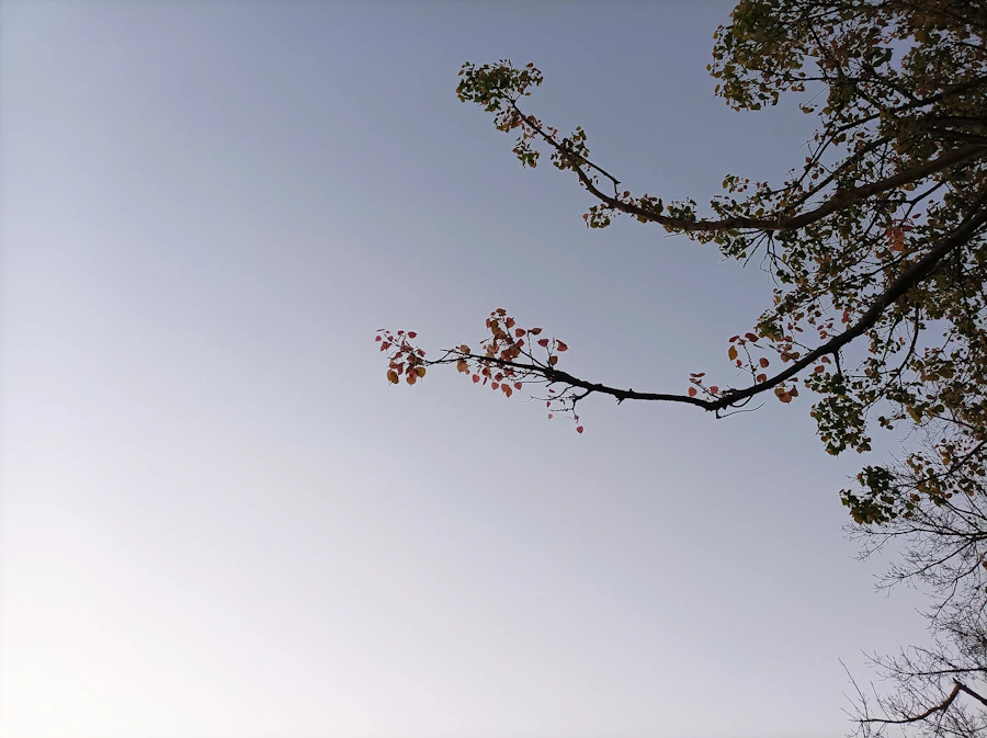 陽明山櫻花步道