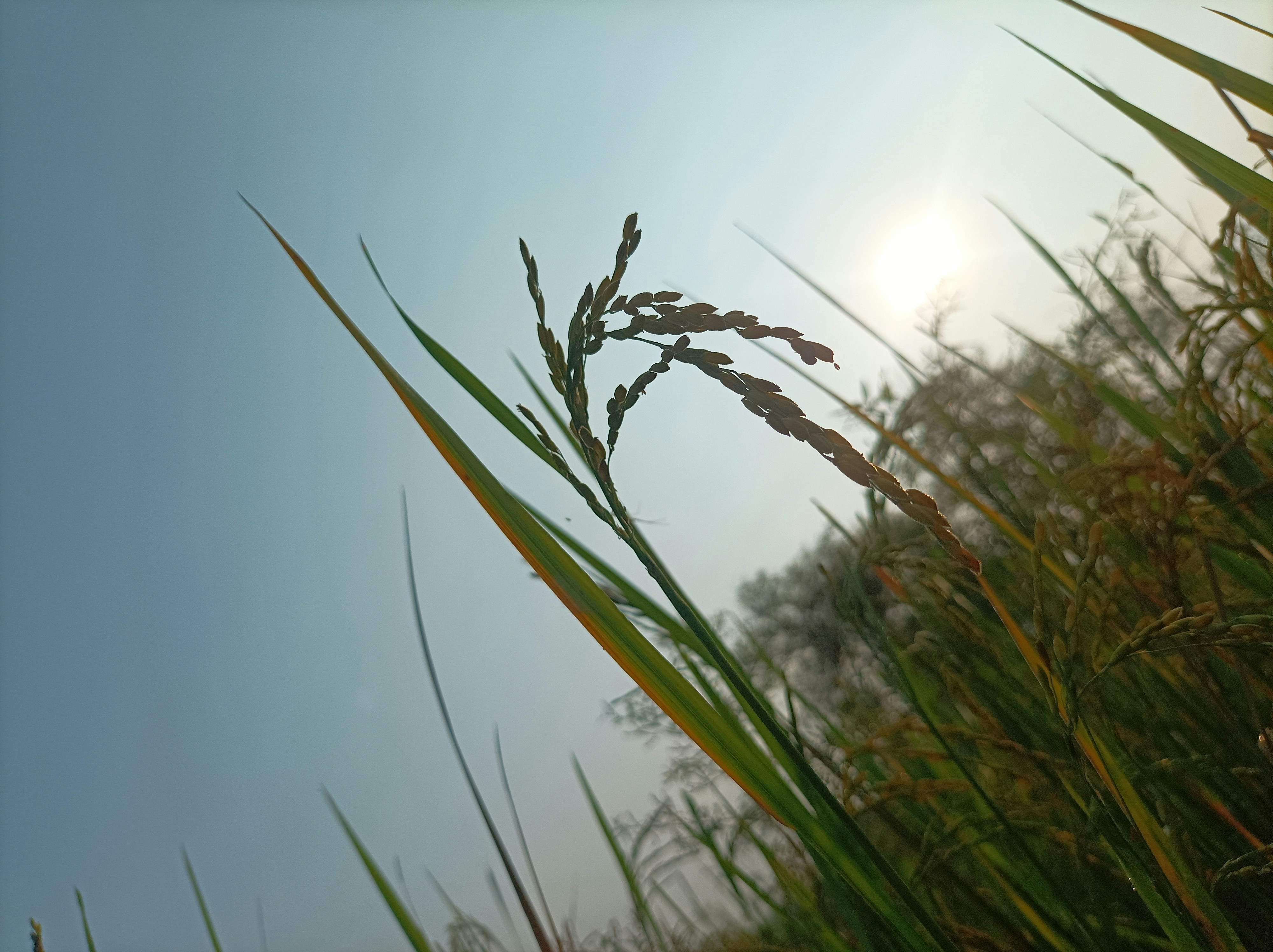 Photo by roshanmsboy420