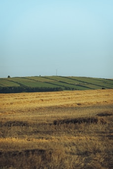 Golden field with rolling green hills and wind turbine.
