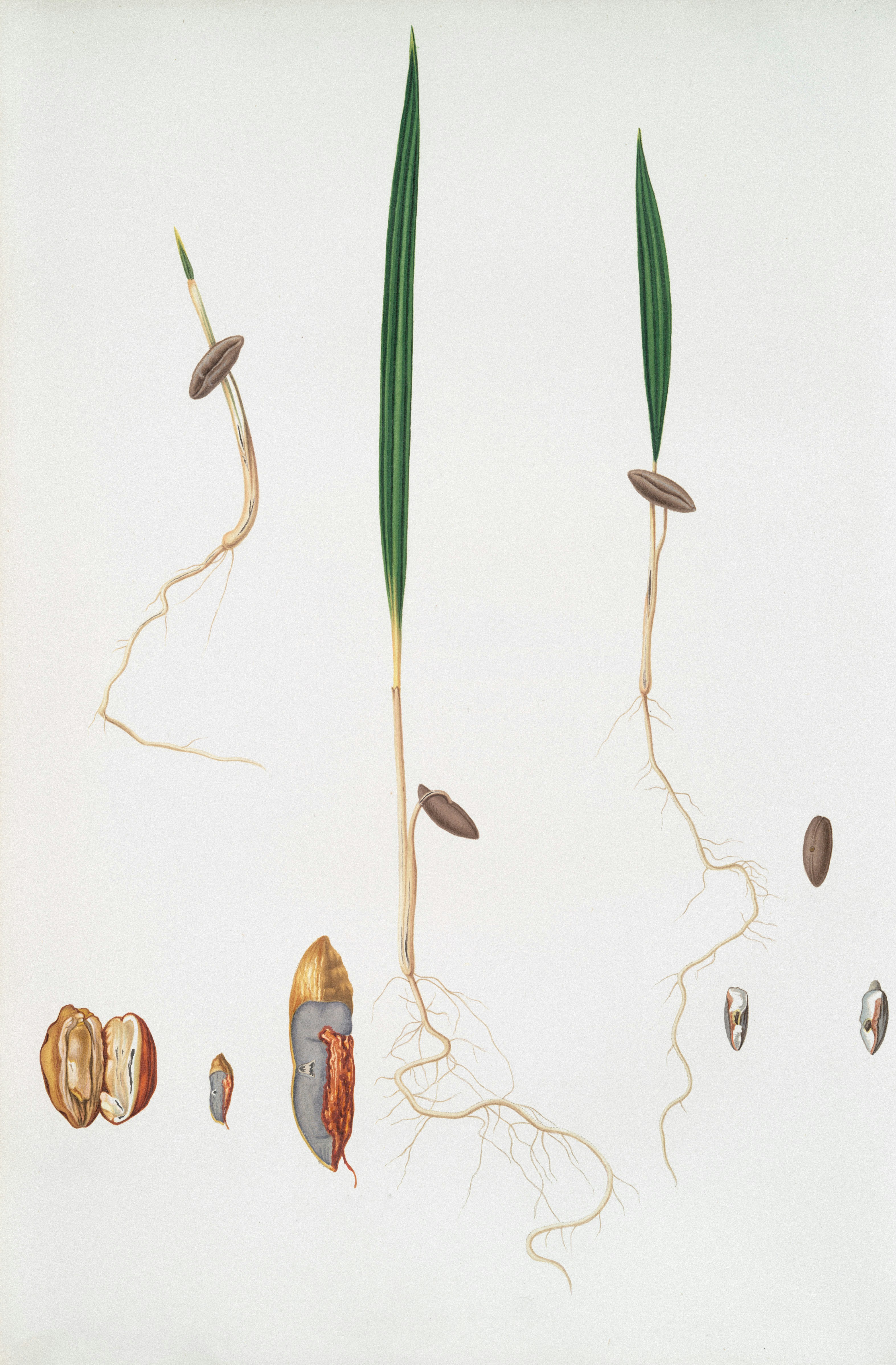 Rare Book Division, The New York Public Library. "Germinazione del Dattero. [Date palm]" The New York Public Library Digital Collections. 1817 - 1839. https://digitalcollections.nypl.org/items/a8201680-c6b9-012f-867c-58d385a7bc34