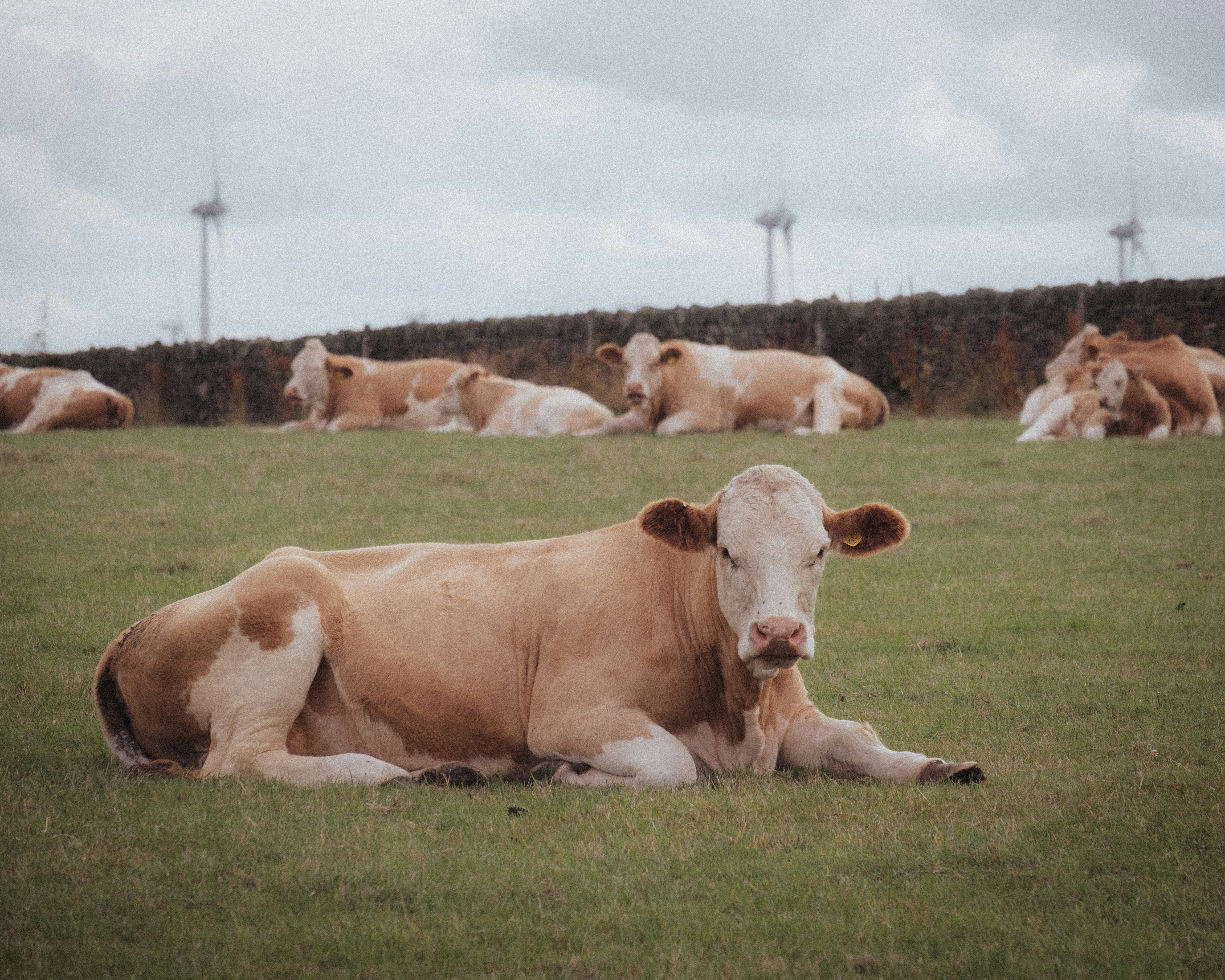 Kühe, die sich auf einer Wiese mit Windrädern ausruhen.
