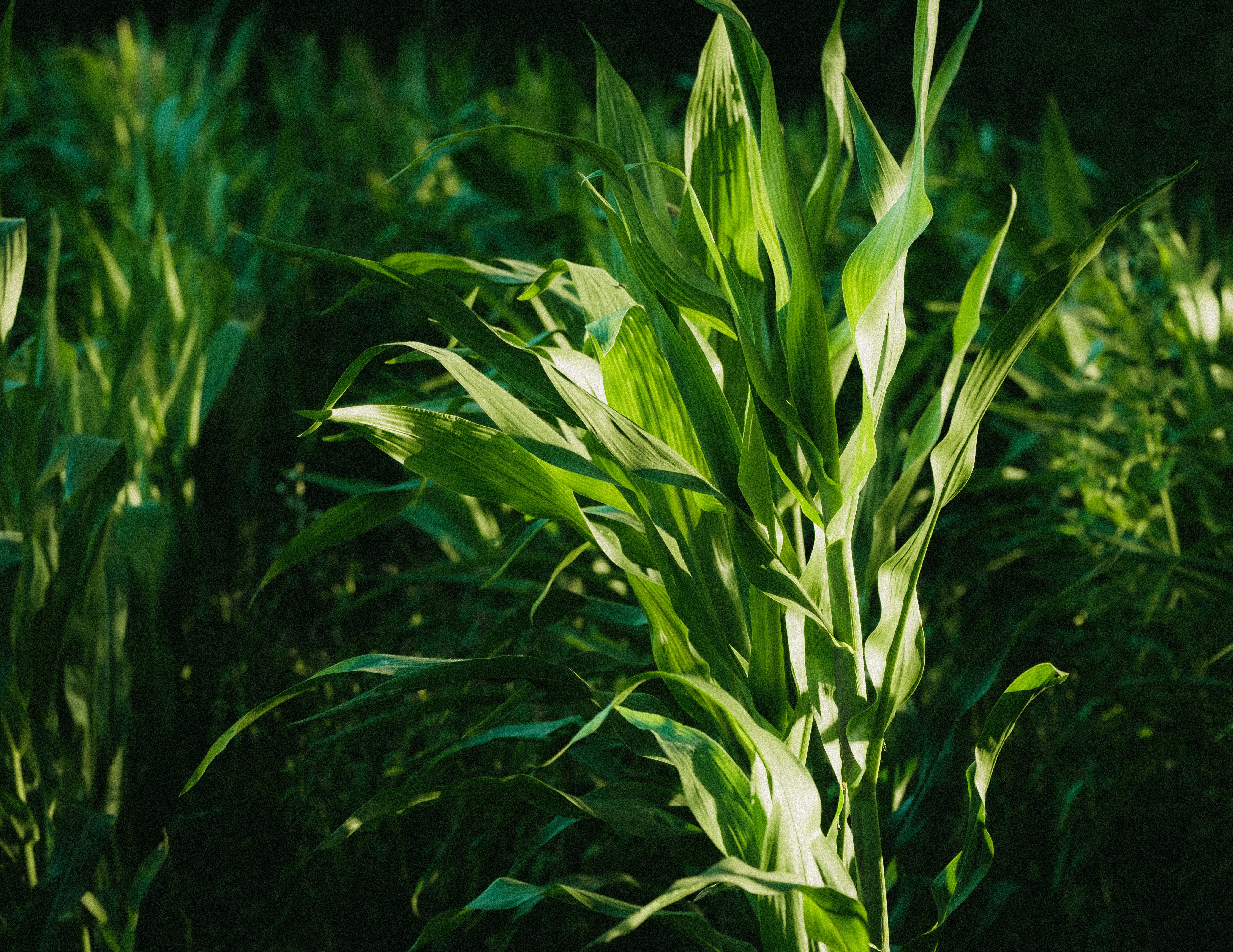 In der Abenddämmerung wachsen hohe grüne Maisstängel auf einem Feld.
