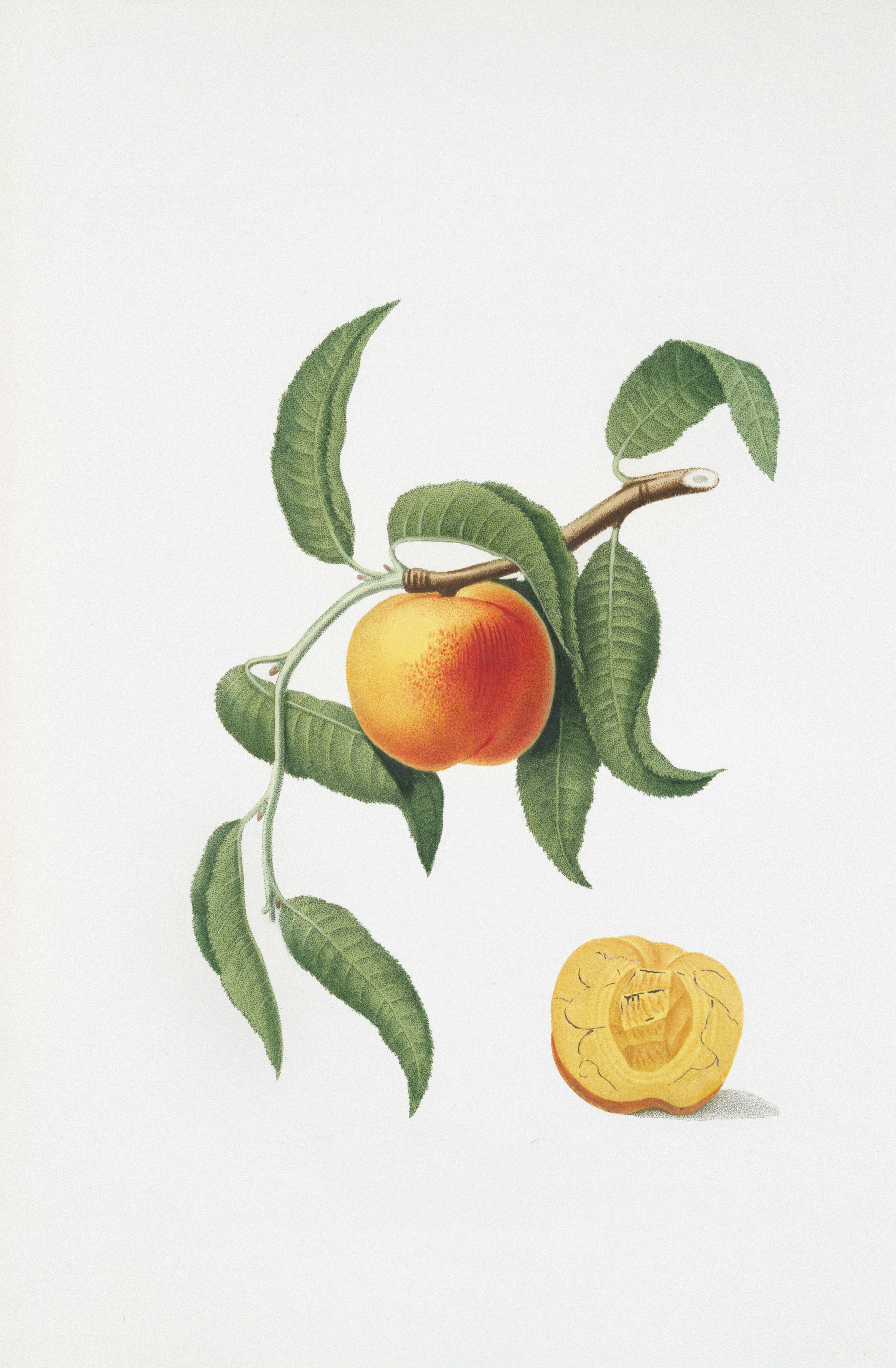 A ripe peach hangs from a branch with leaves.
