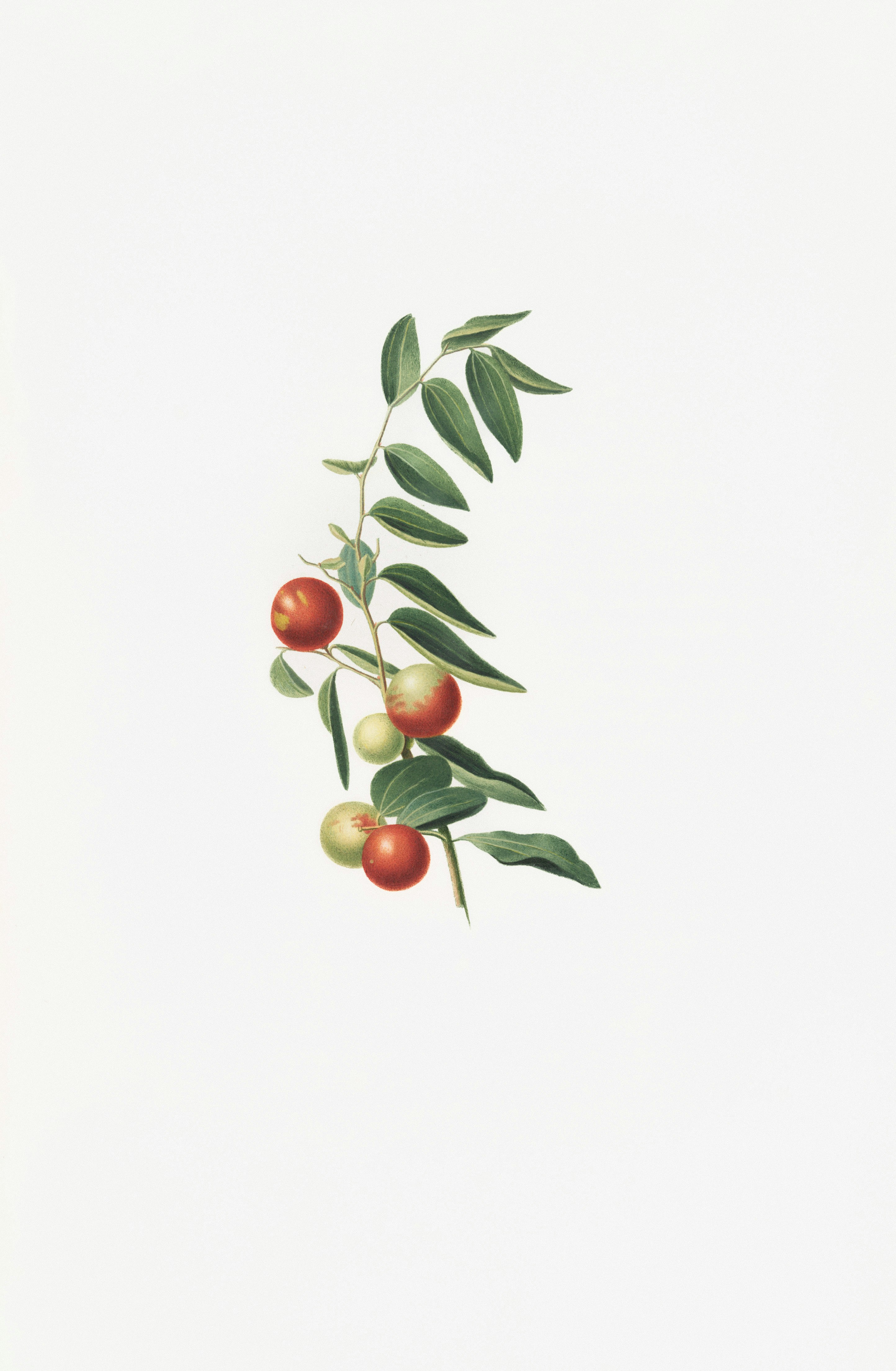 A branch with red and green berries and green leaves photo – Free ...