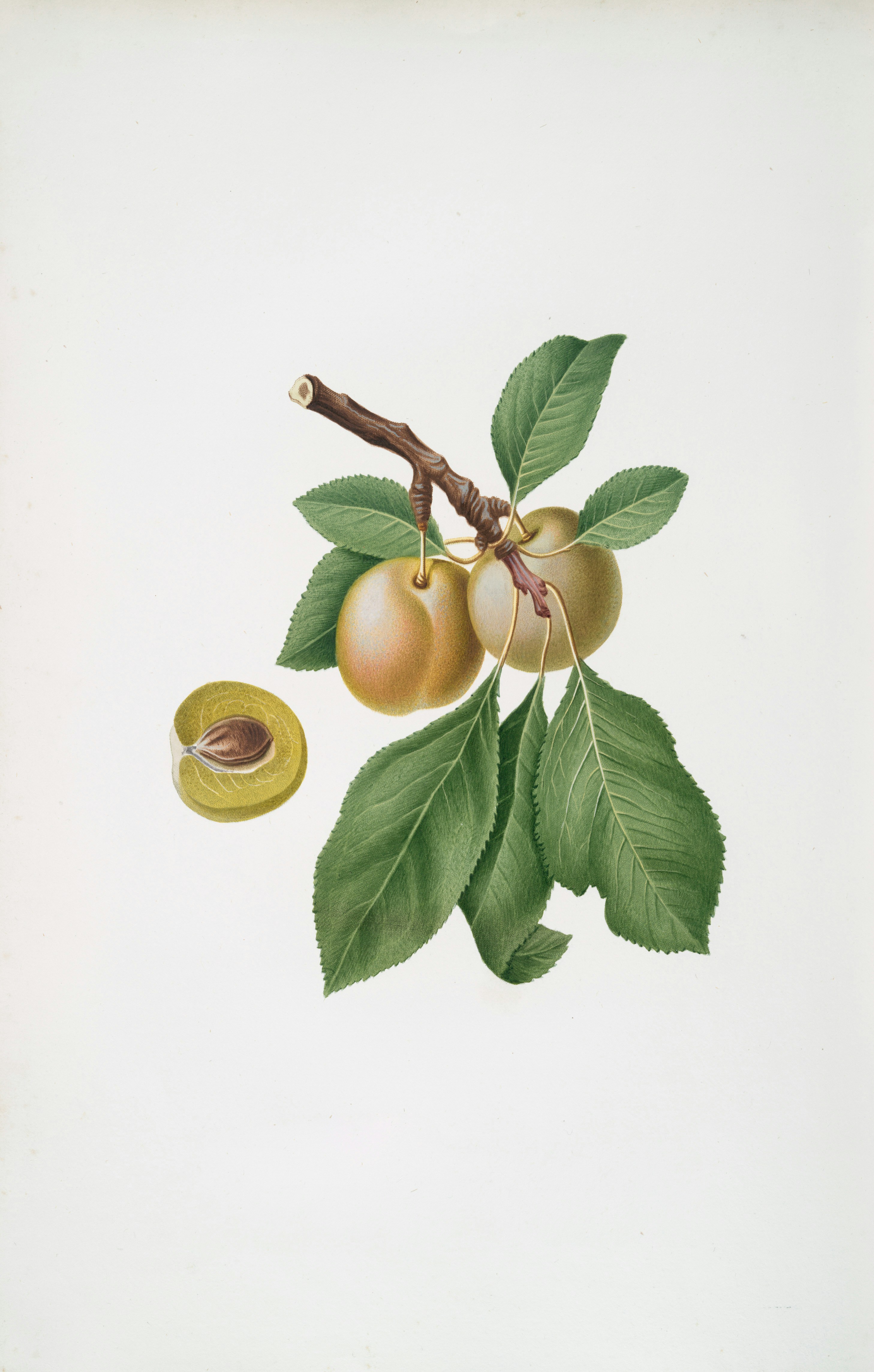 Two ripe plums and a cross-section on a branch.