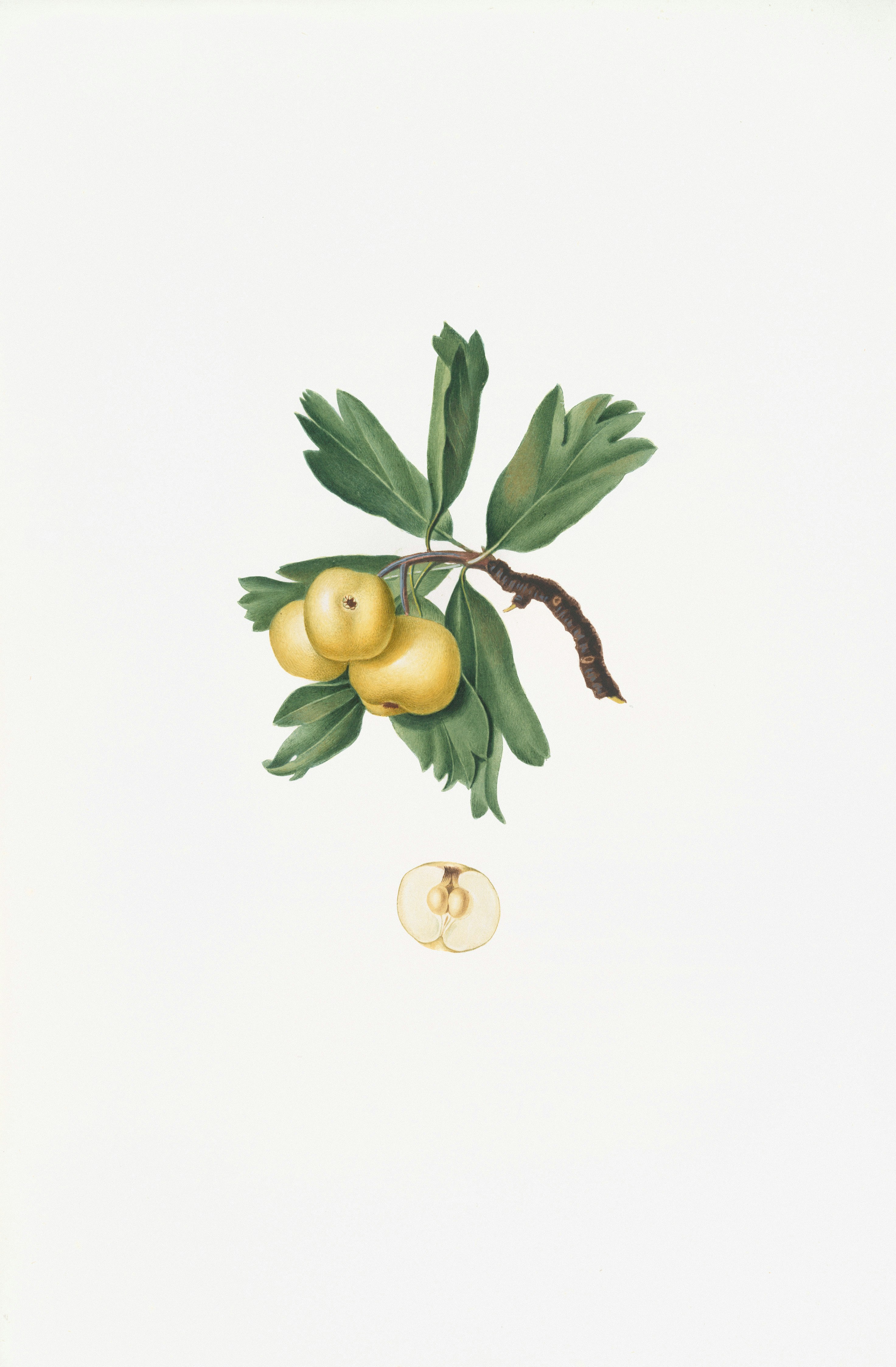 A branch with yellow apples and a cut apple