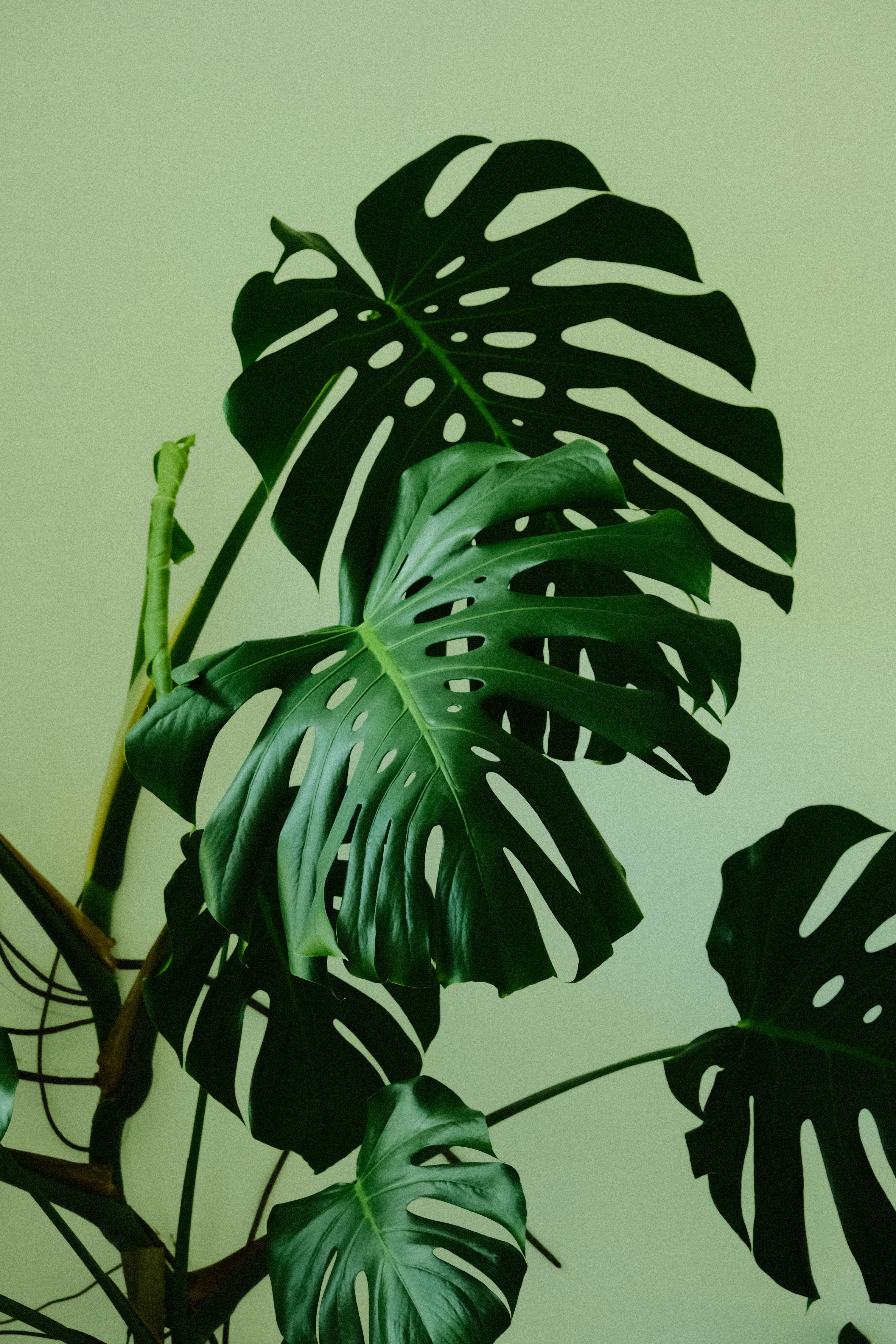 Large green monstera plant leaves against a pale wall