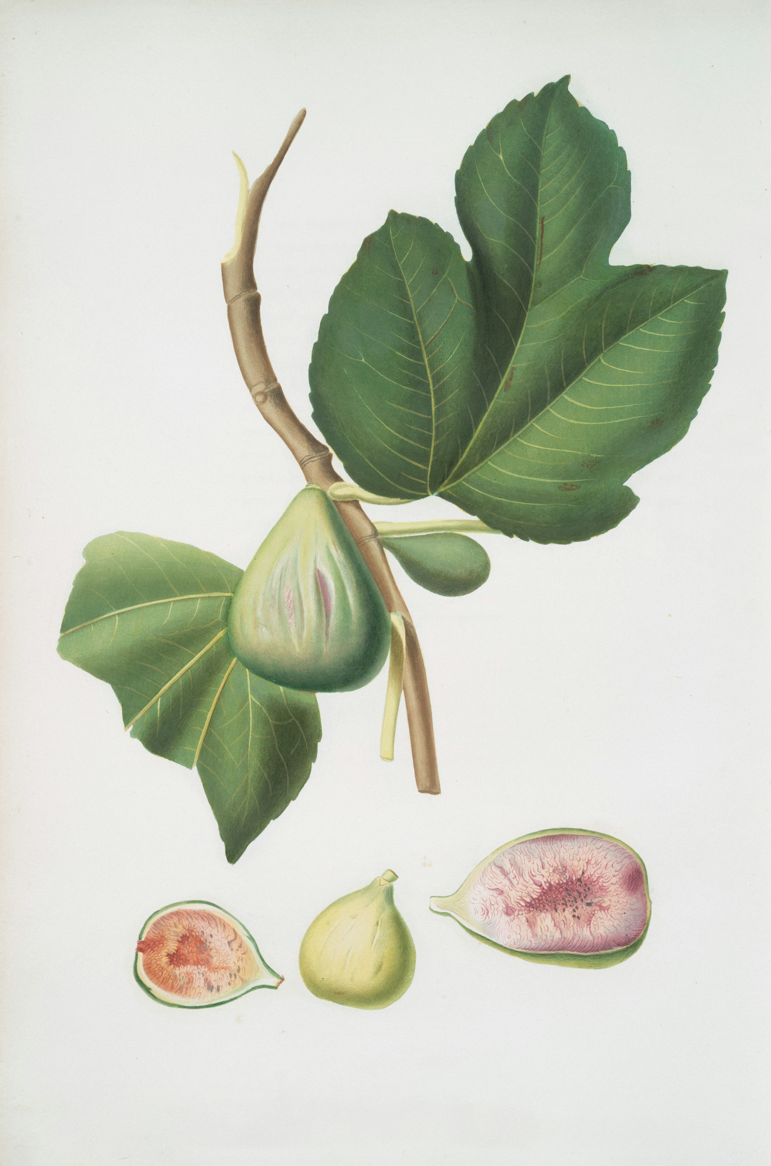 Una rama con higos y hojas, con higos cortados debajo.