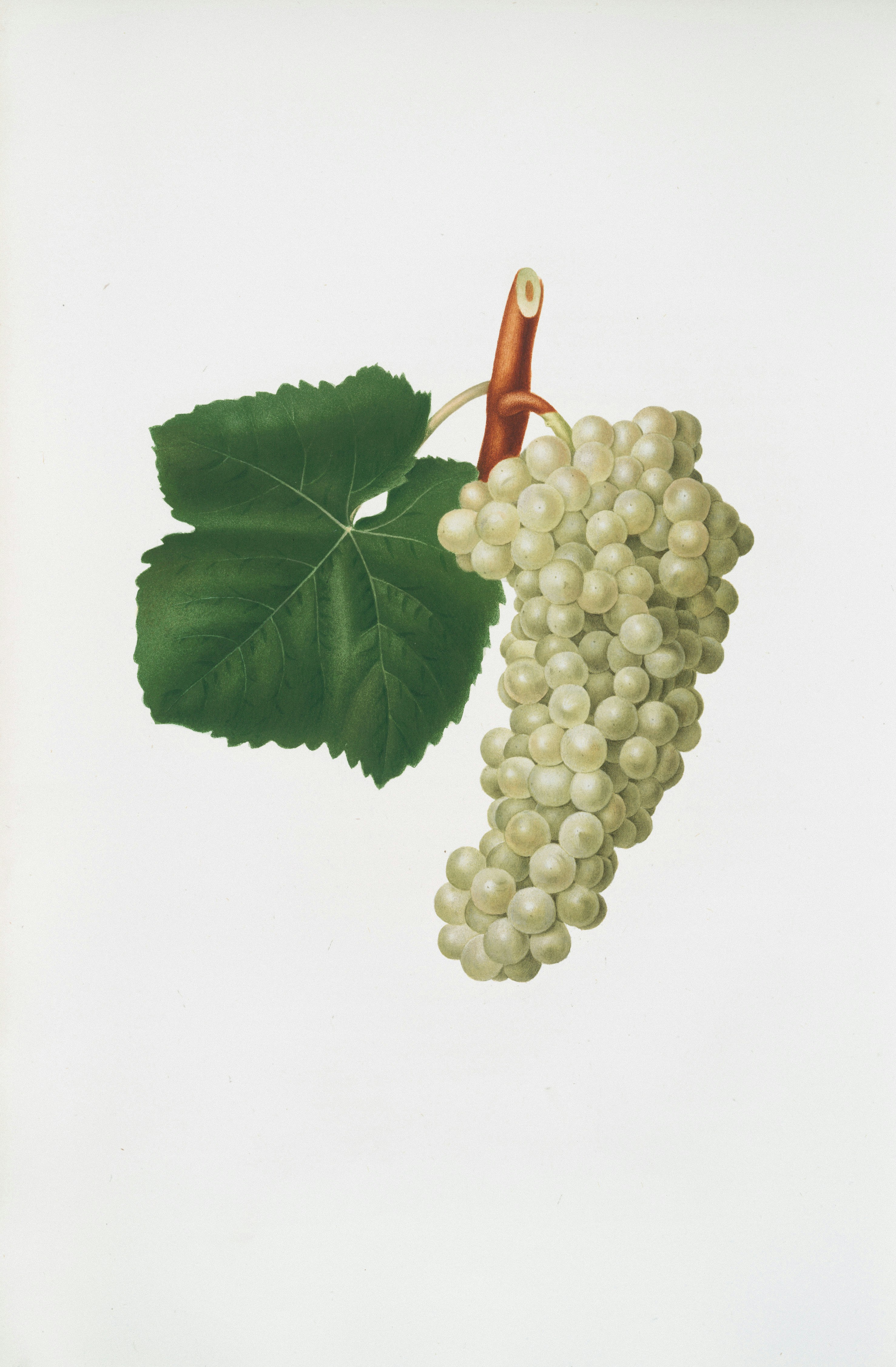 A bunch of white grapes with a green leaf.
