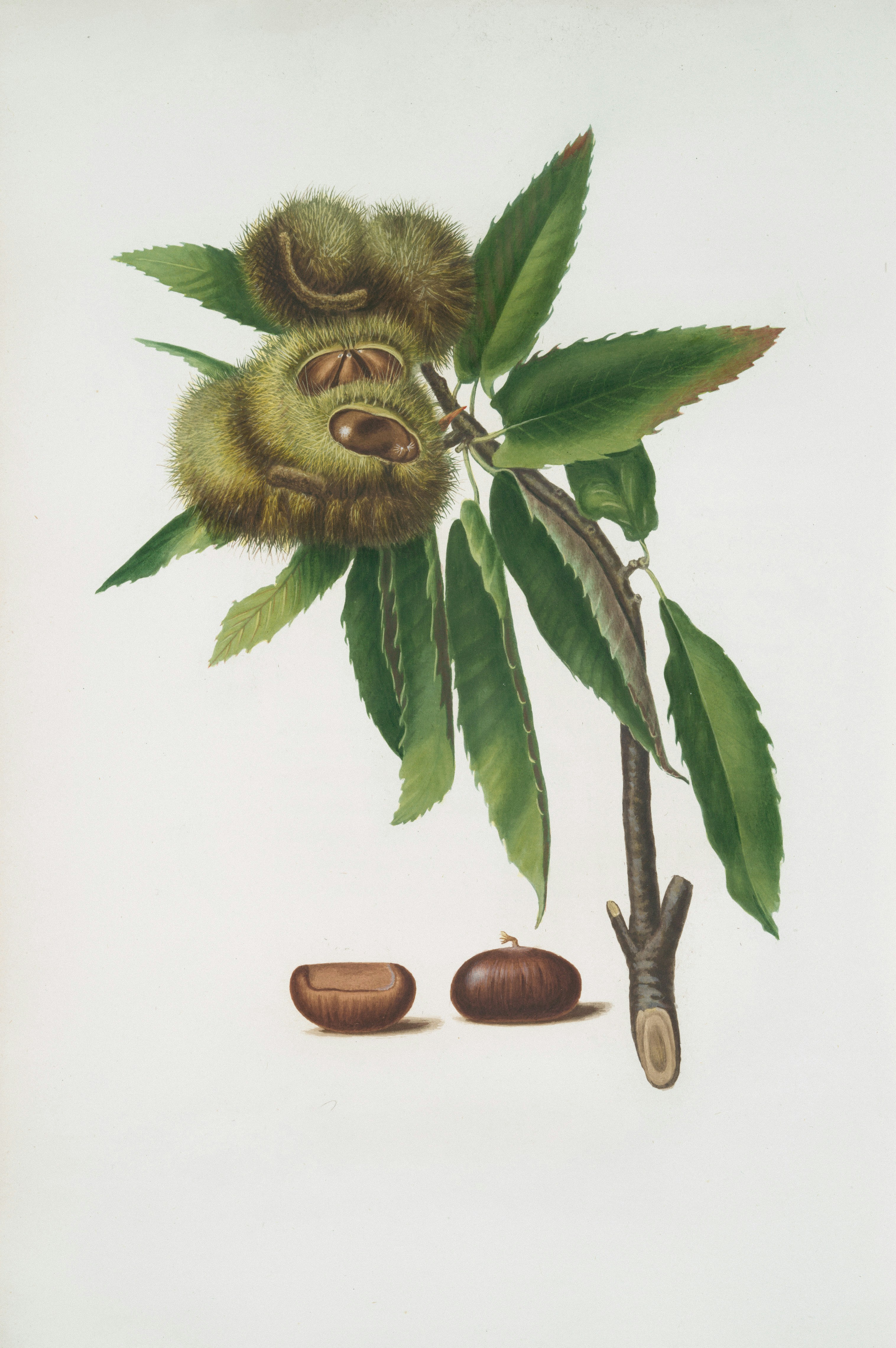 Rare Book Division, The New York Public Library. “Castagna marrona. [Castanea sativa ; Spanish chestnut]\