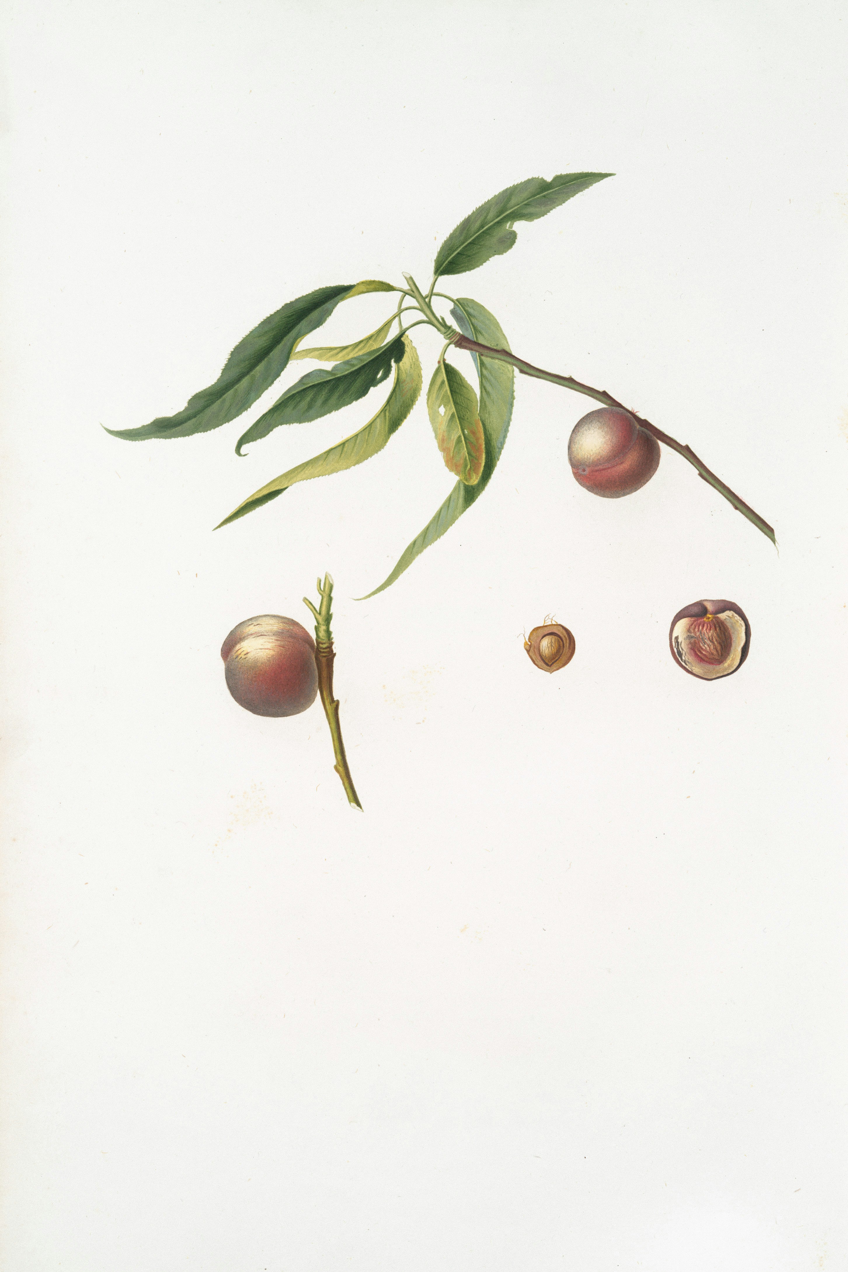 A branch with peaches and leaves on a white background.