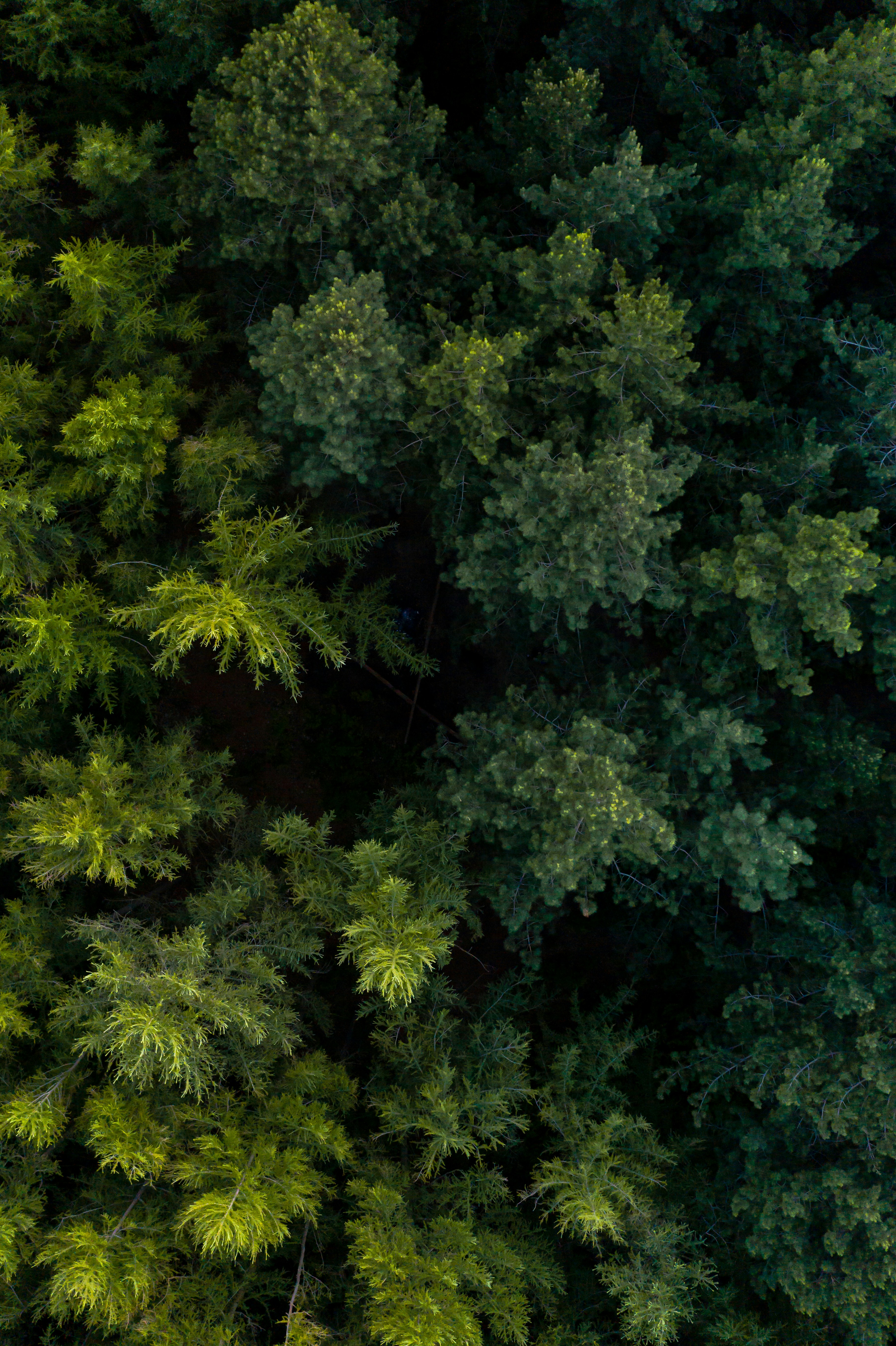 Overhead view of a dense green forest canopy representing the intersection of environmental policy and AI governance