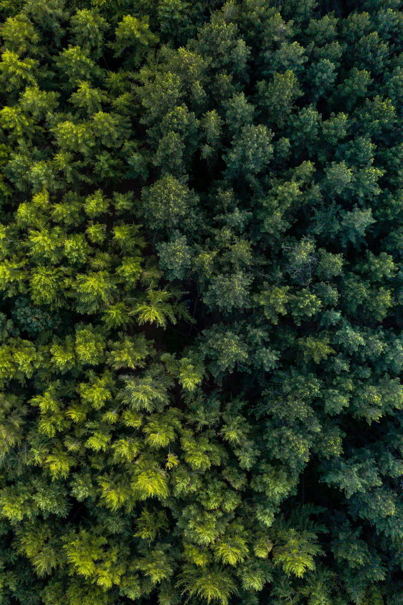 A drone&rsquo;s-eye view of a dense, unbroken forest canopy.