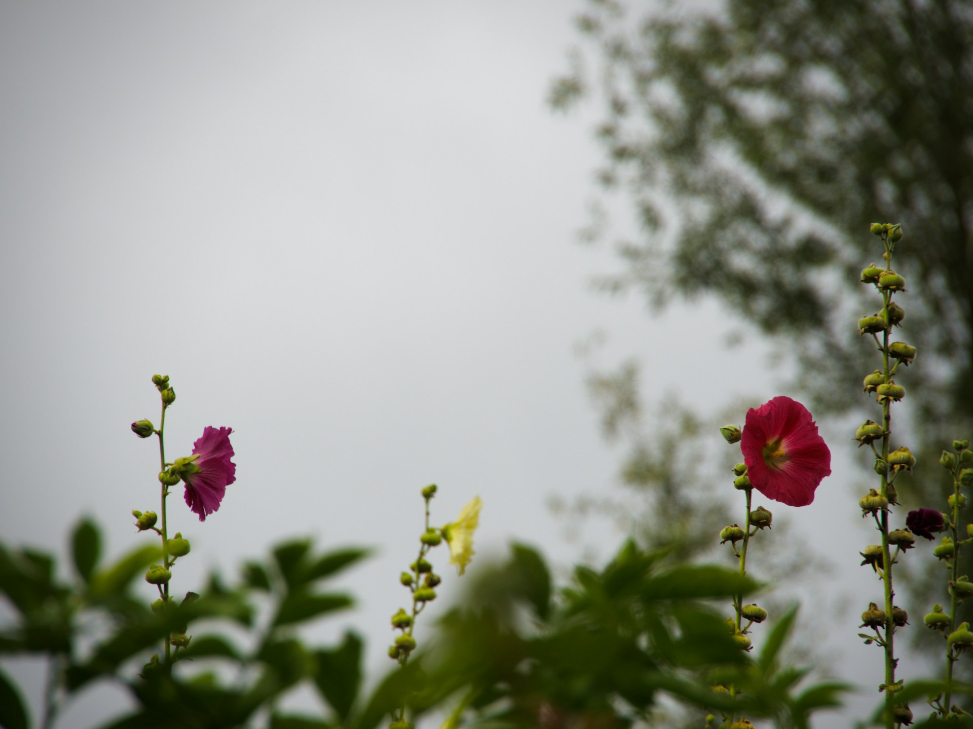 Two colorful flowers bloom against a muted sky.