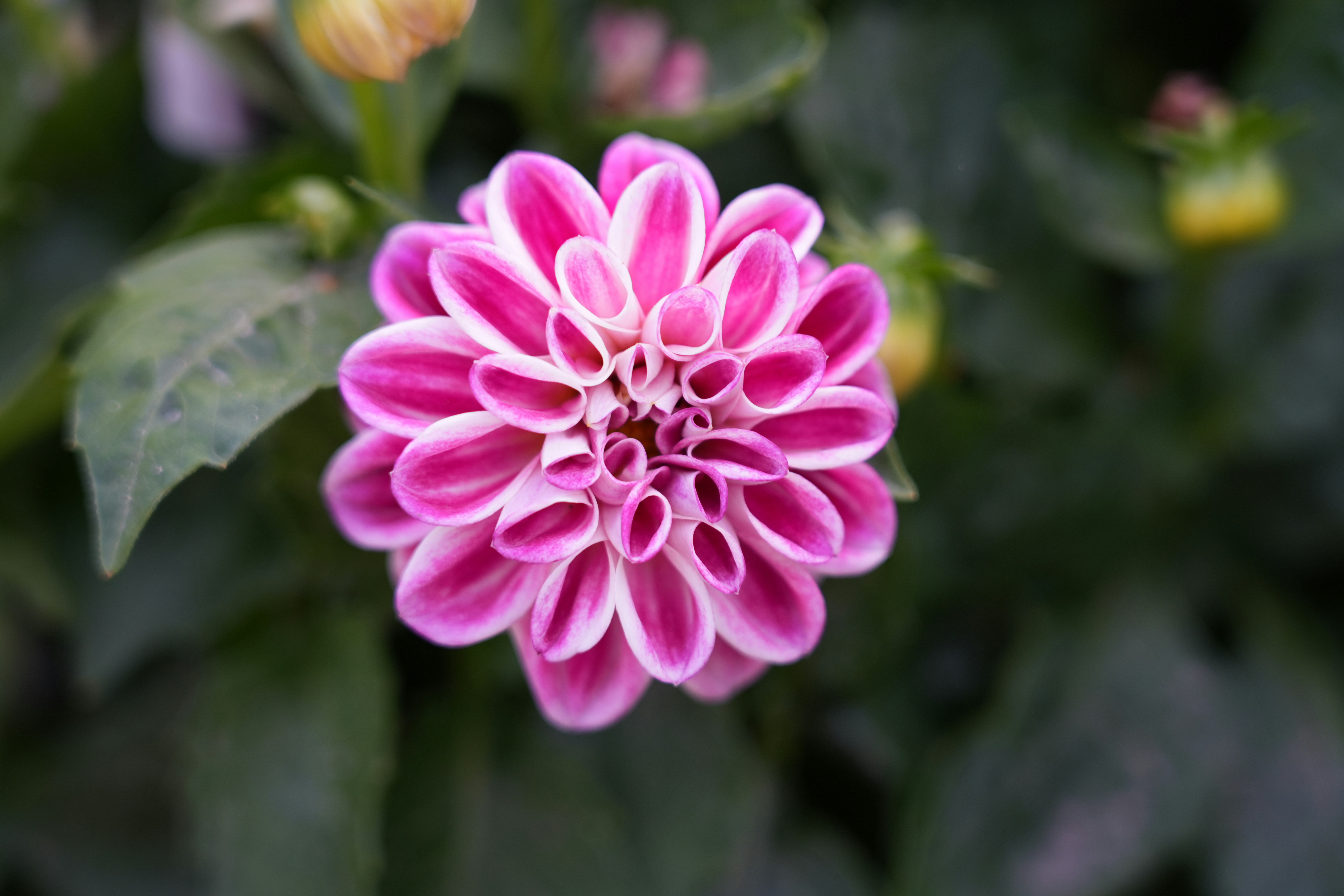 Ein veröffentlichtes Foto