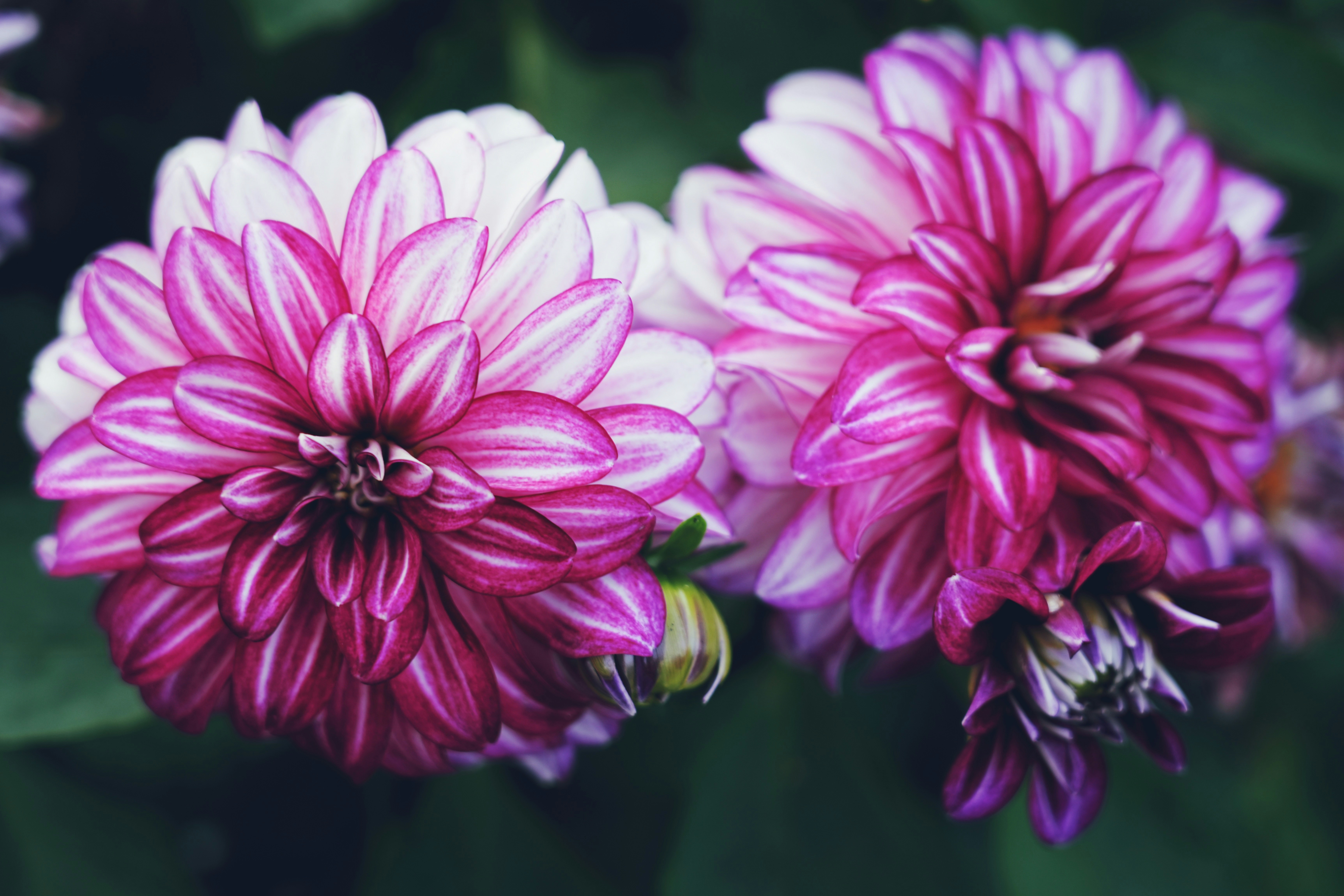 Ein veröffentlichtes Foto