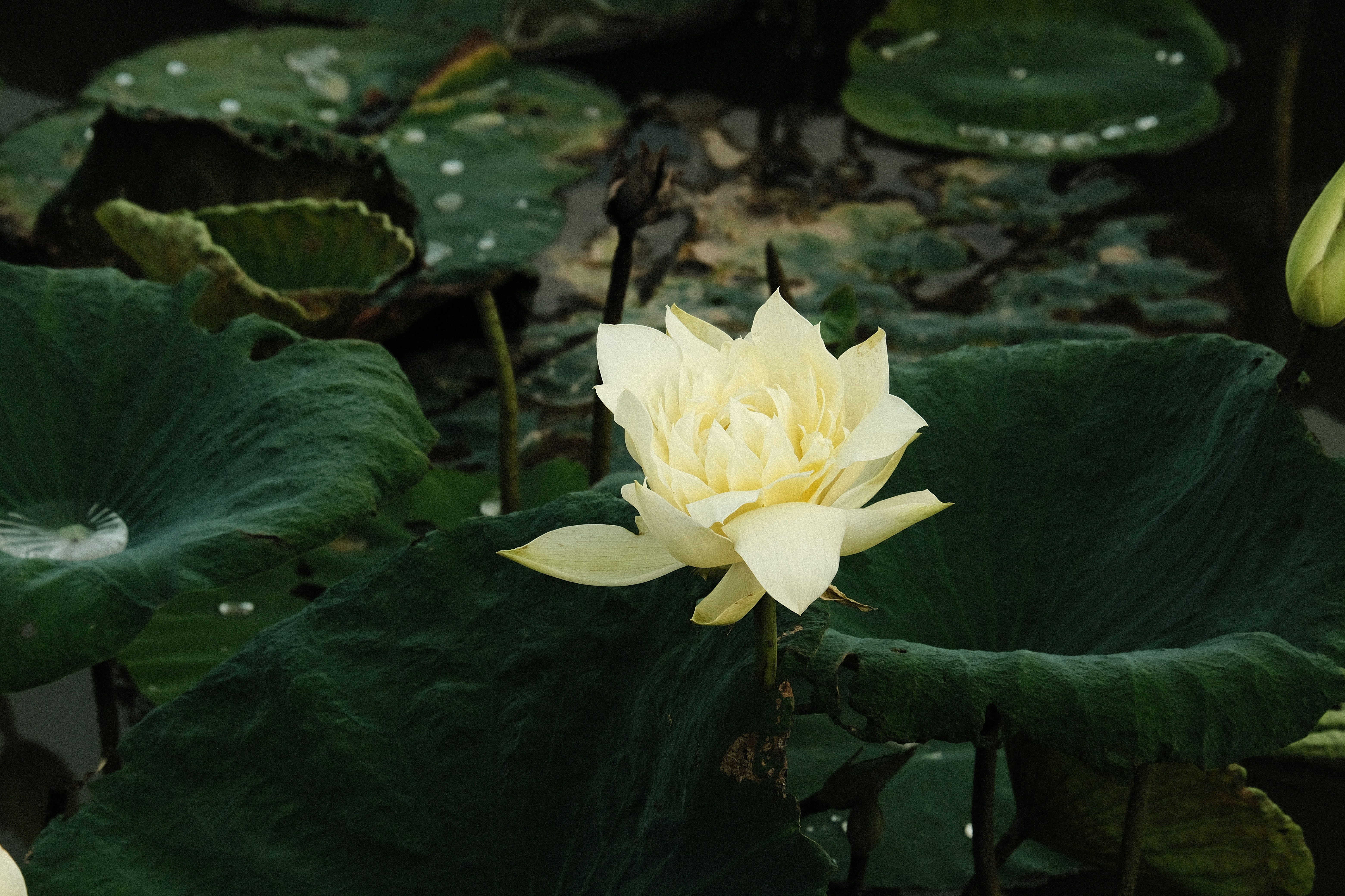 Photo by flying_oldman11