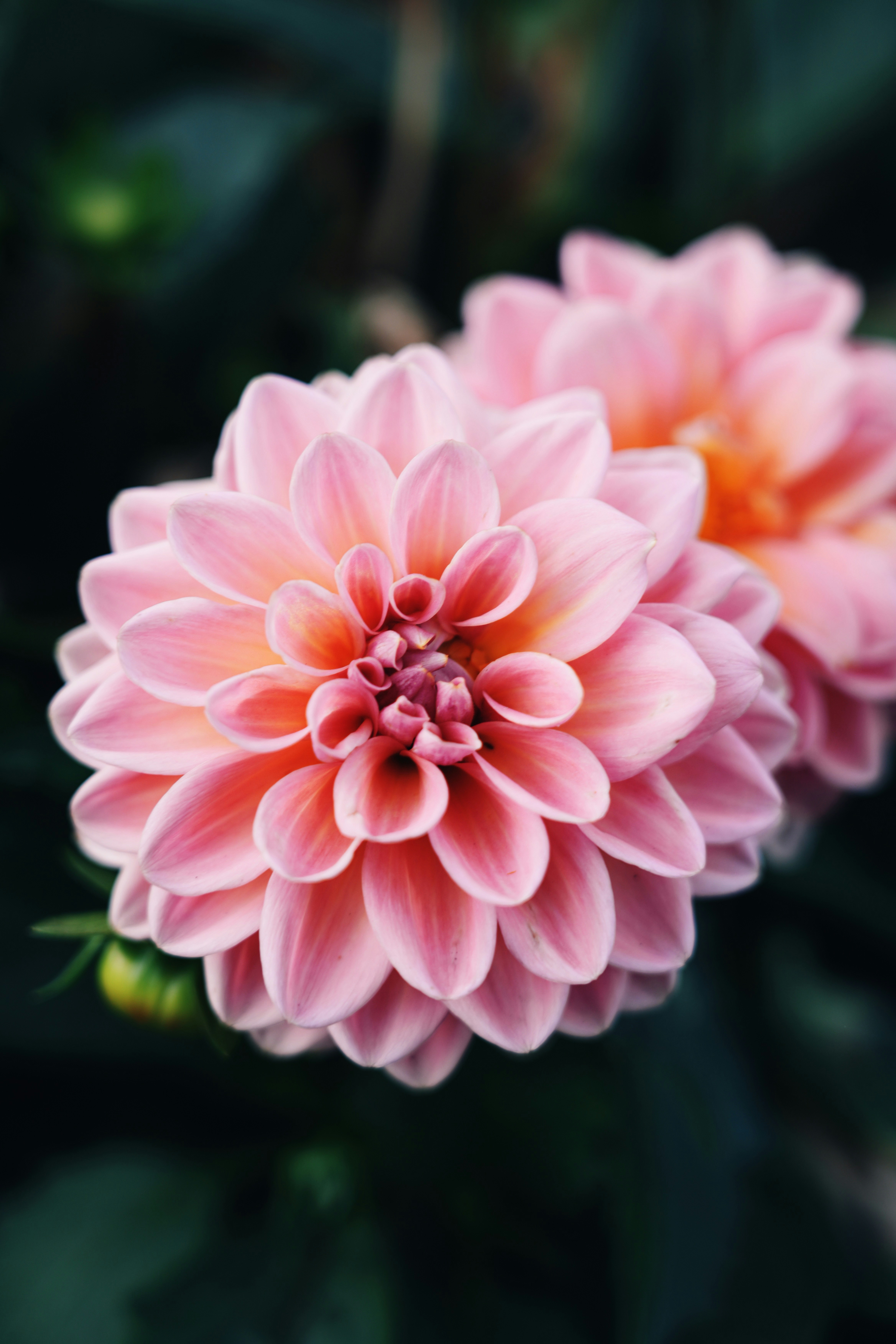 Ein veröffentlichtes Foto