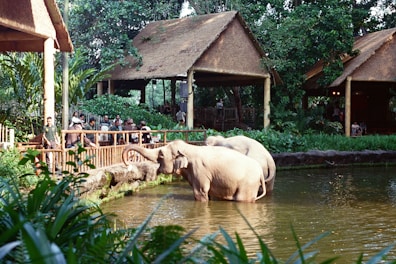 Elephants wading in water near thatched-roof buildings
