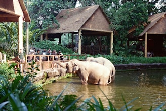 Elephants wading in water near thatched-roof buildings