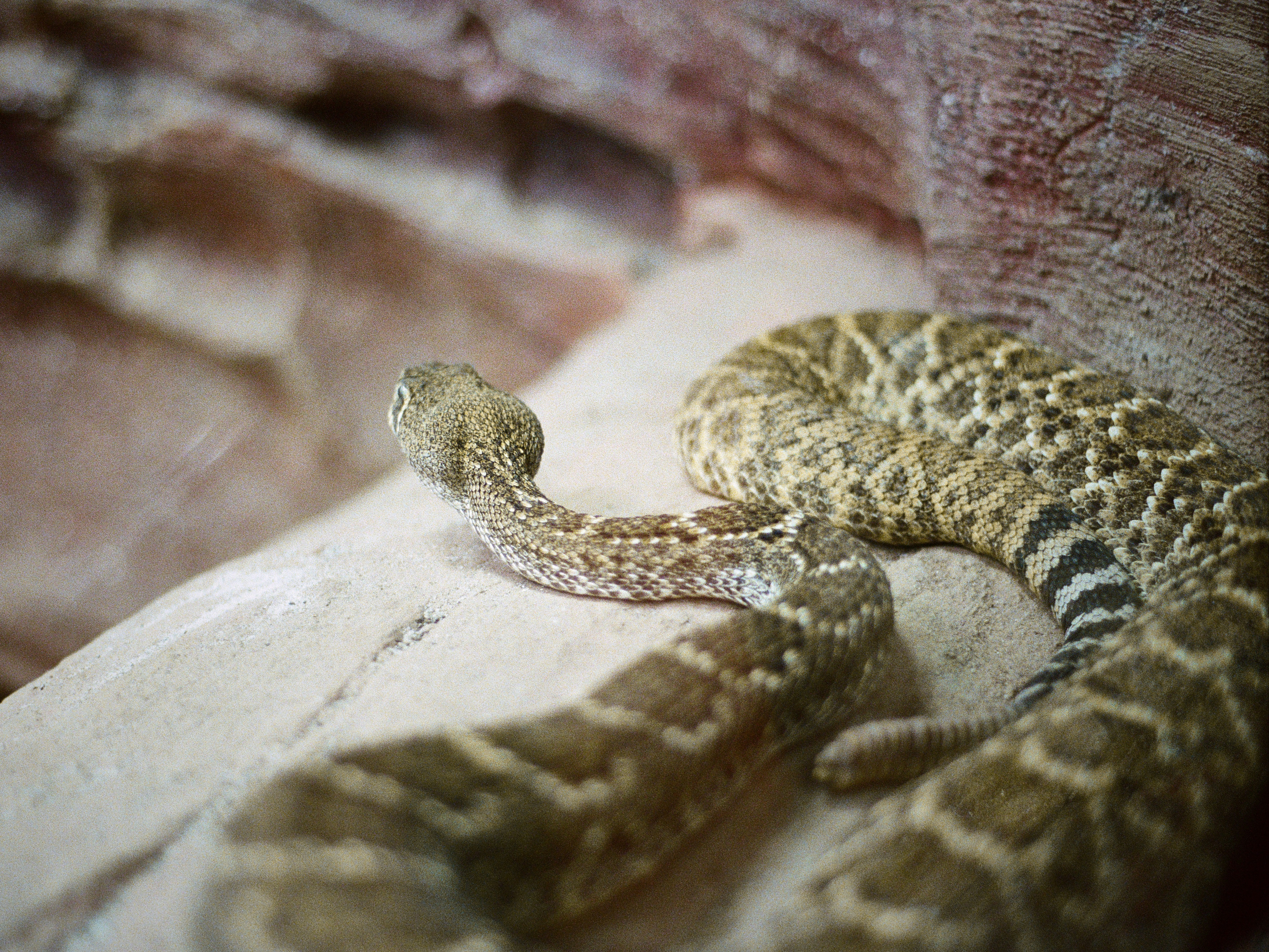 A rattlesnake coiled on a rock