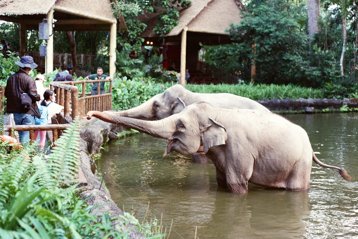 Elephants drinking water near people at enclosures