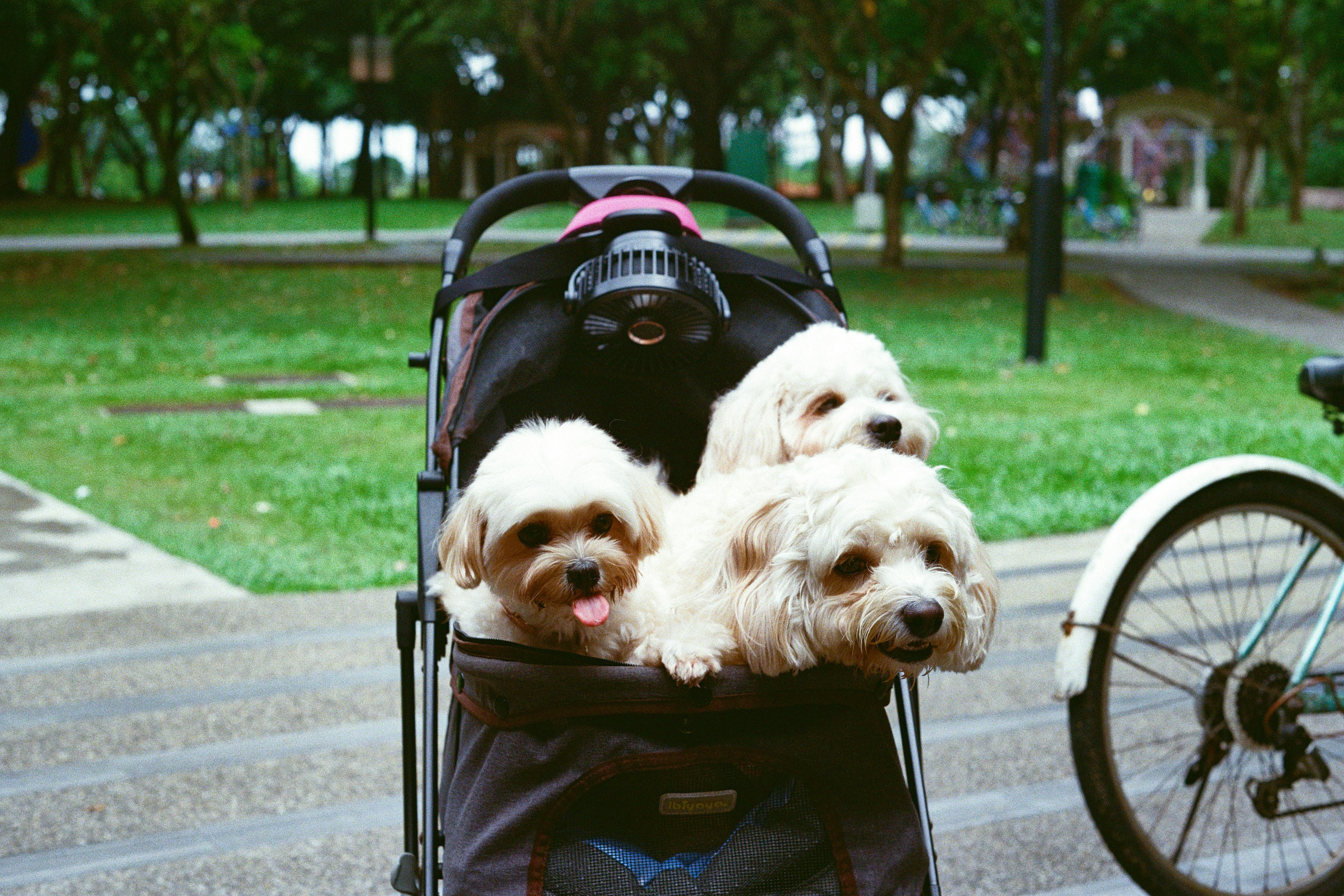 Three fluffy dogs sitting in a stroller