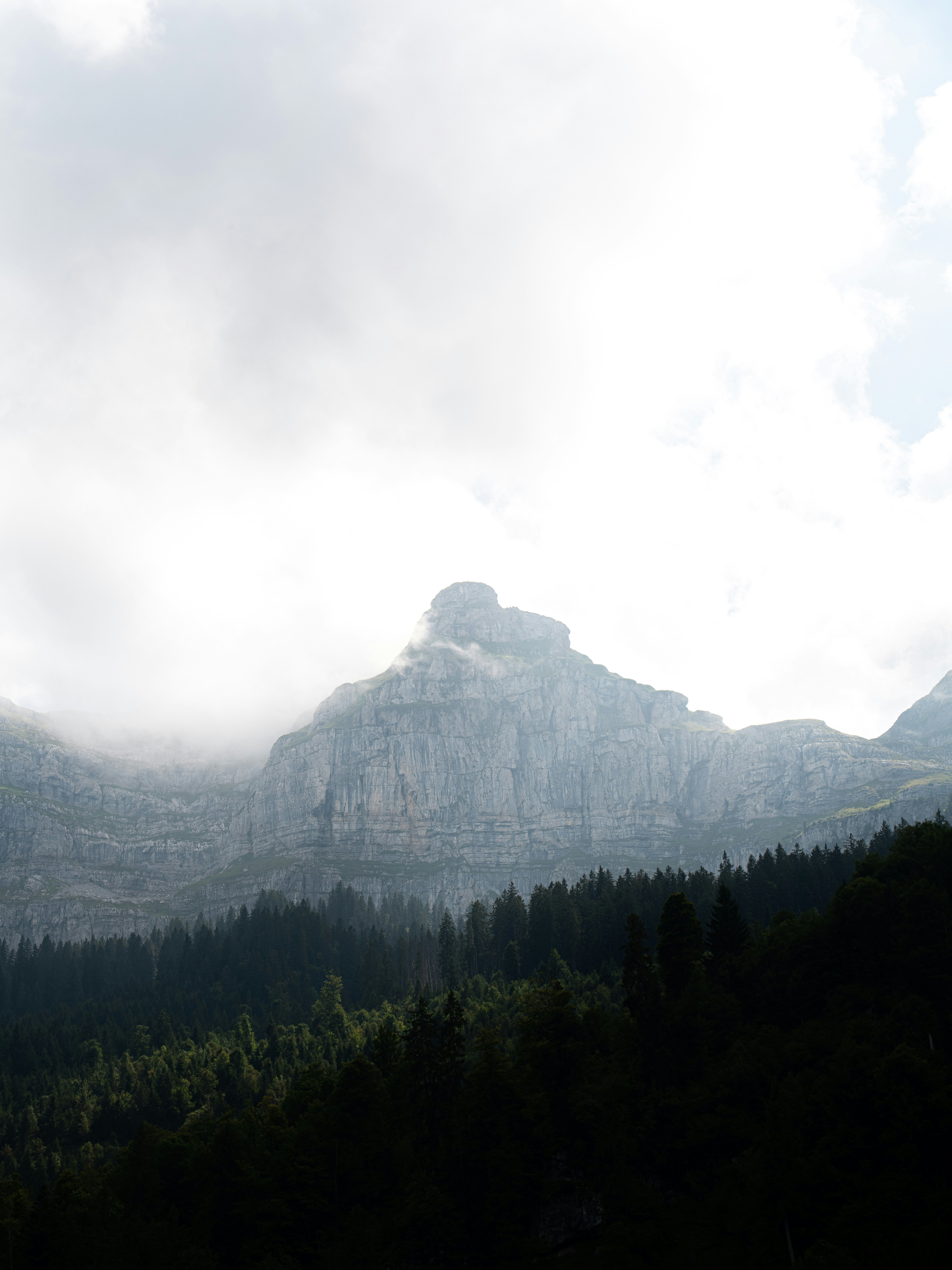 Misty mountain peak above dark evergreen forest