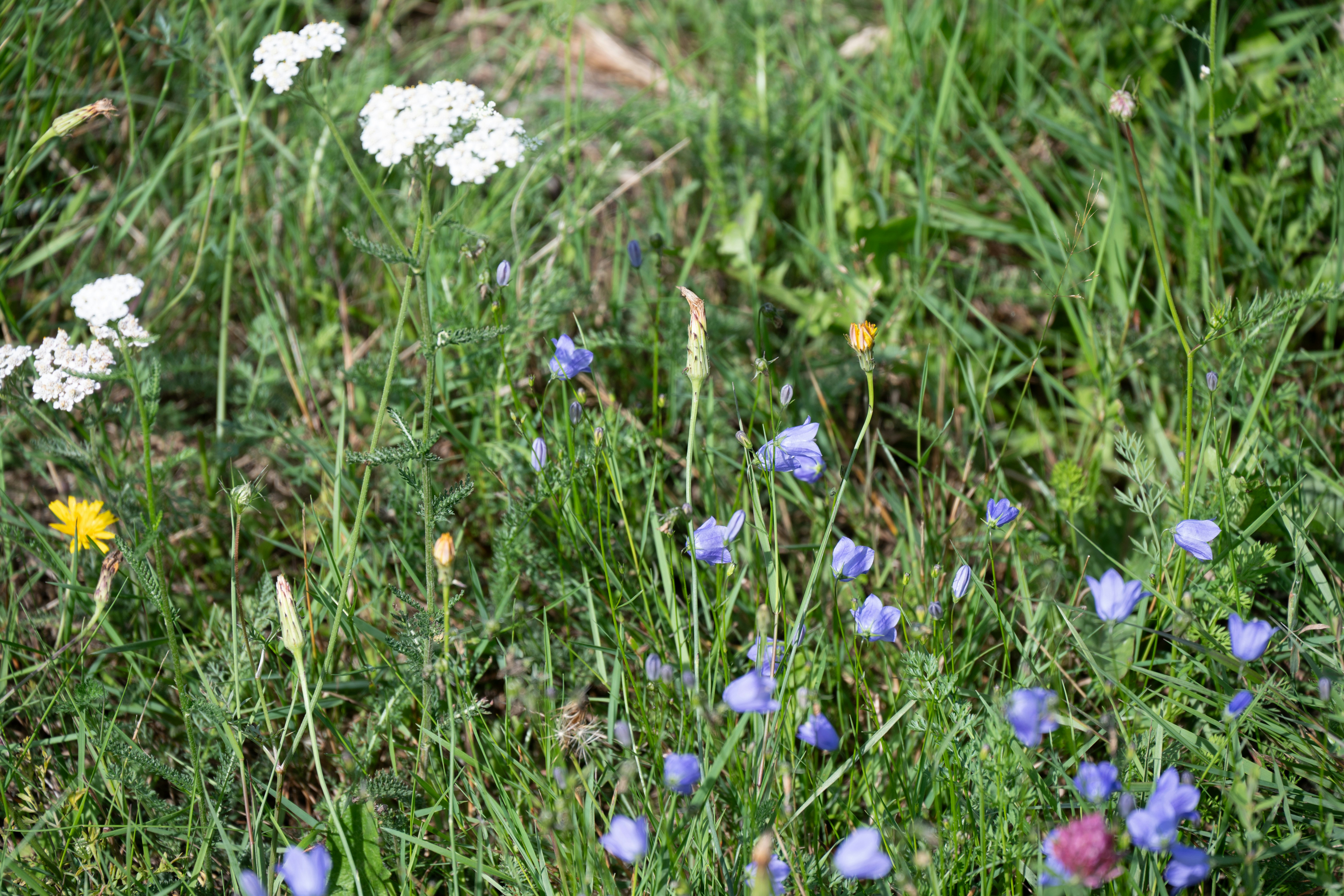 Photo by justmejuliee