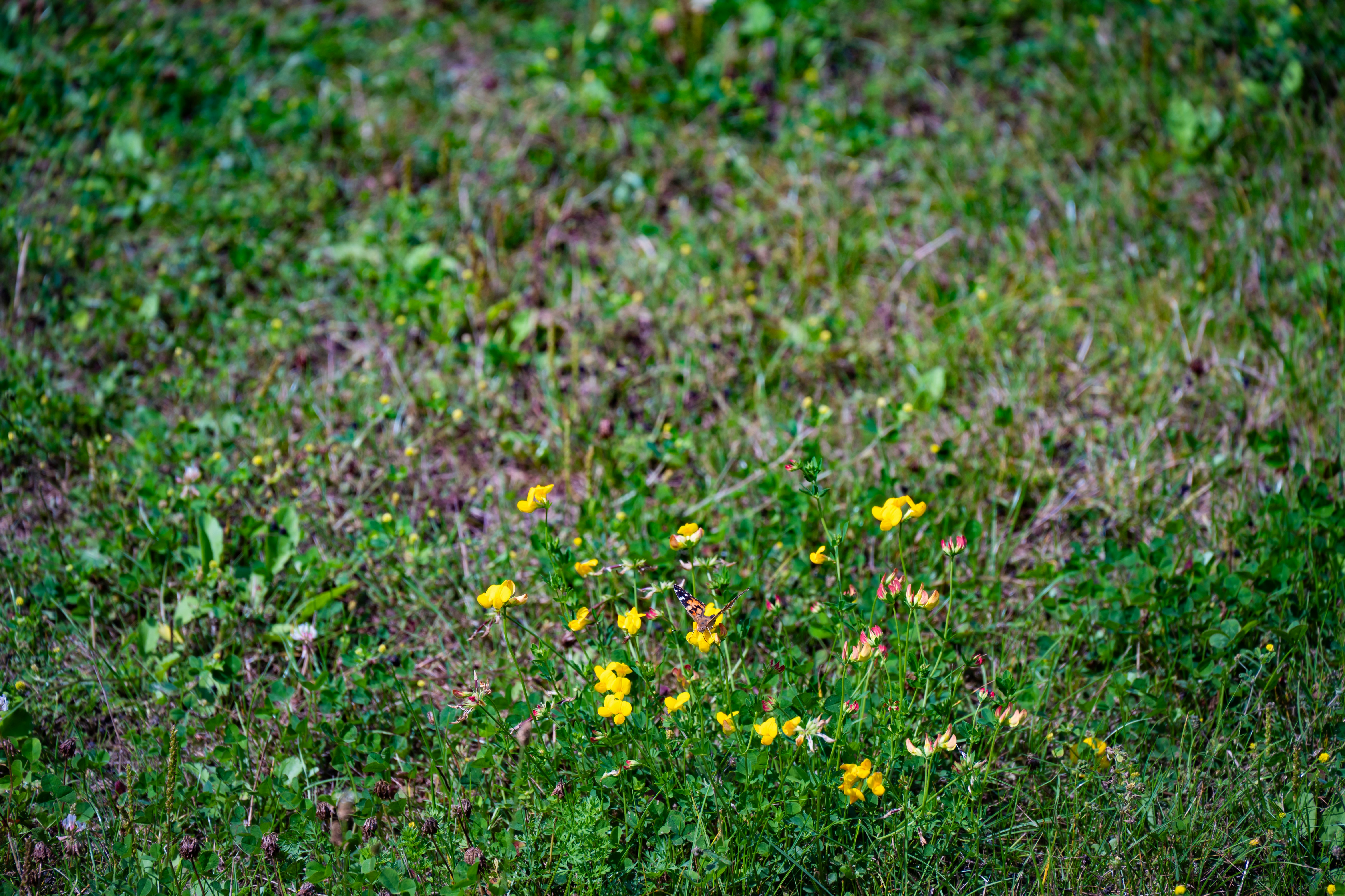 Photo by justmejuliee