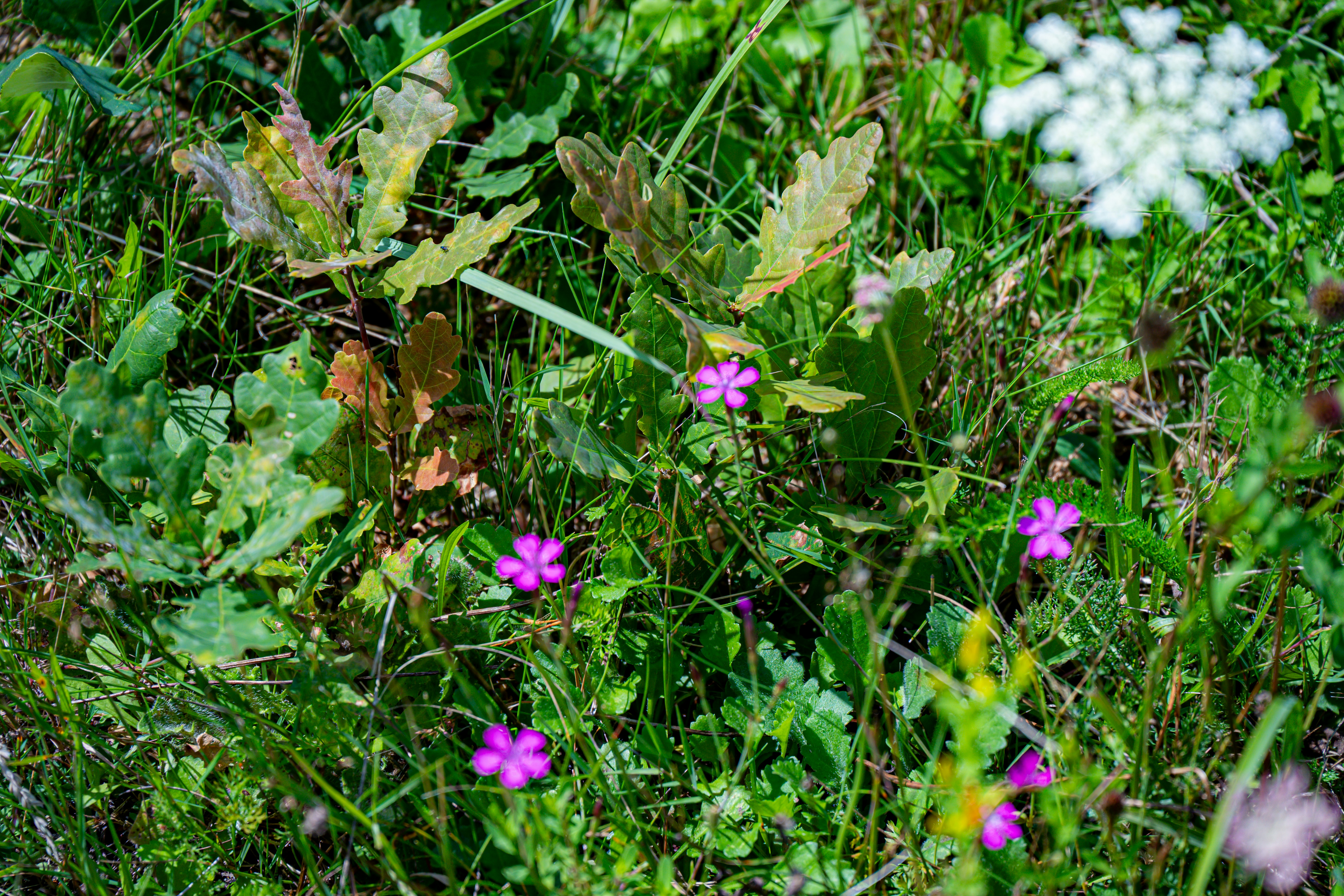 Photo by justmejuliee