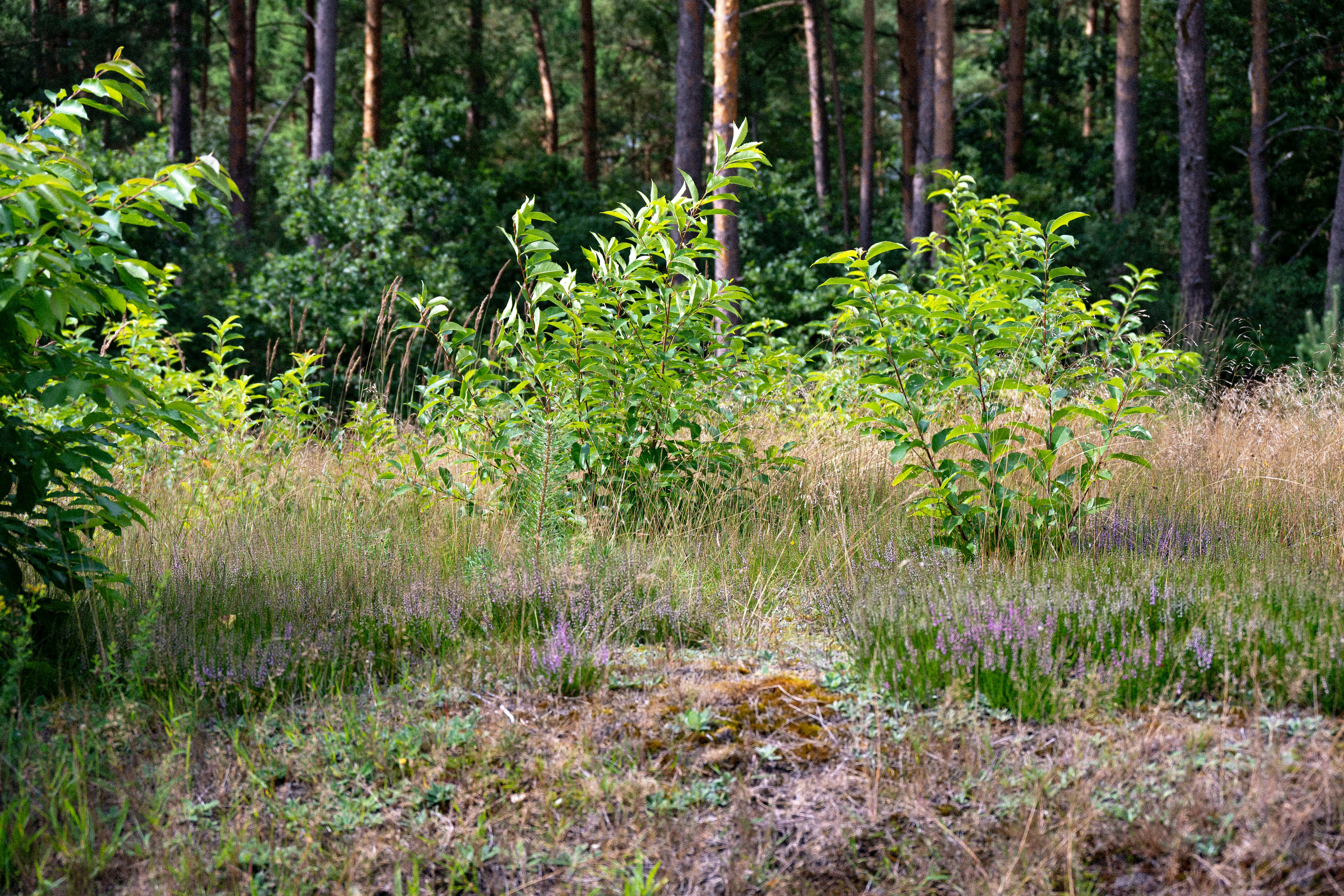 Little River Wildlife Management Area