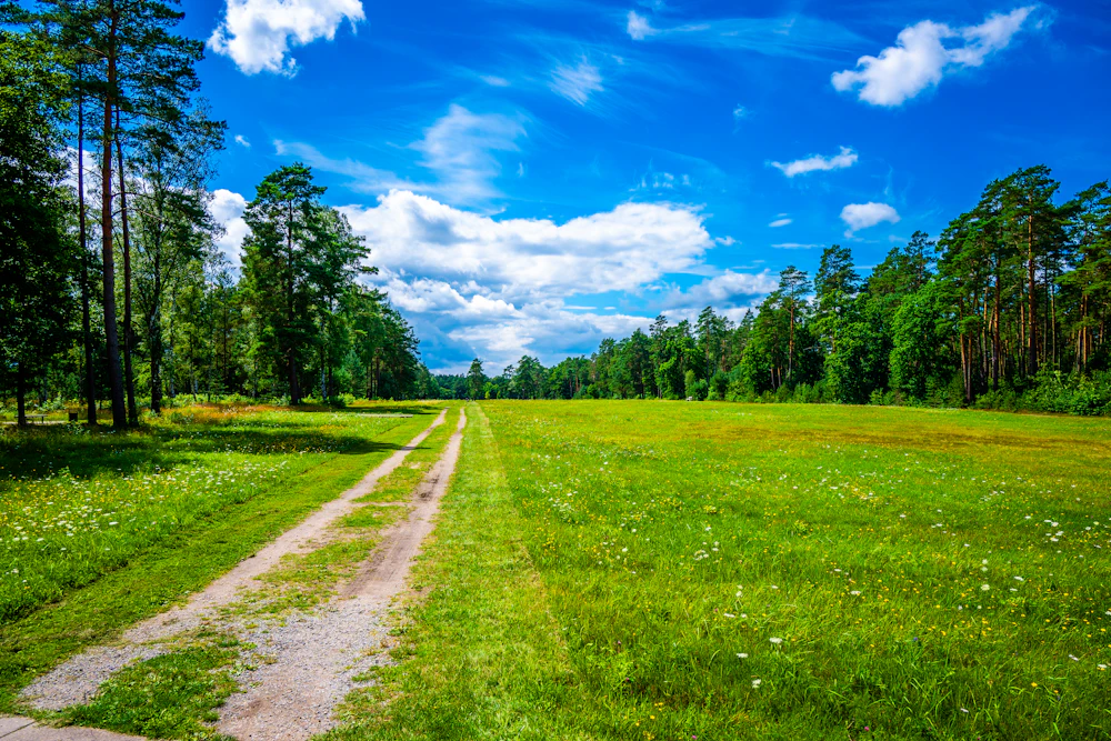 Dirt path through a green meadow