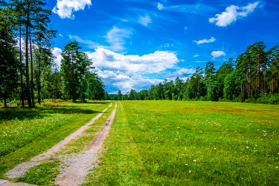 Dirt path through a green meadow