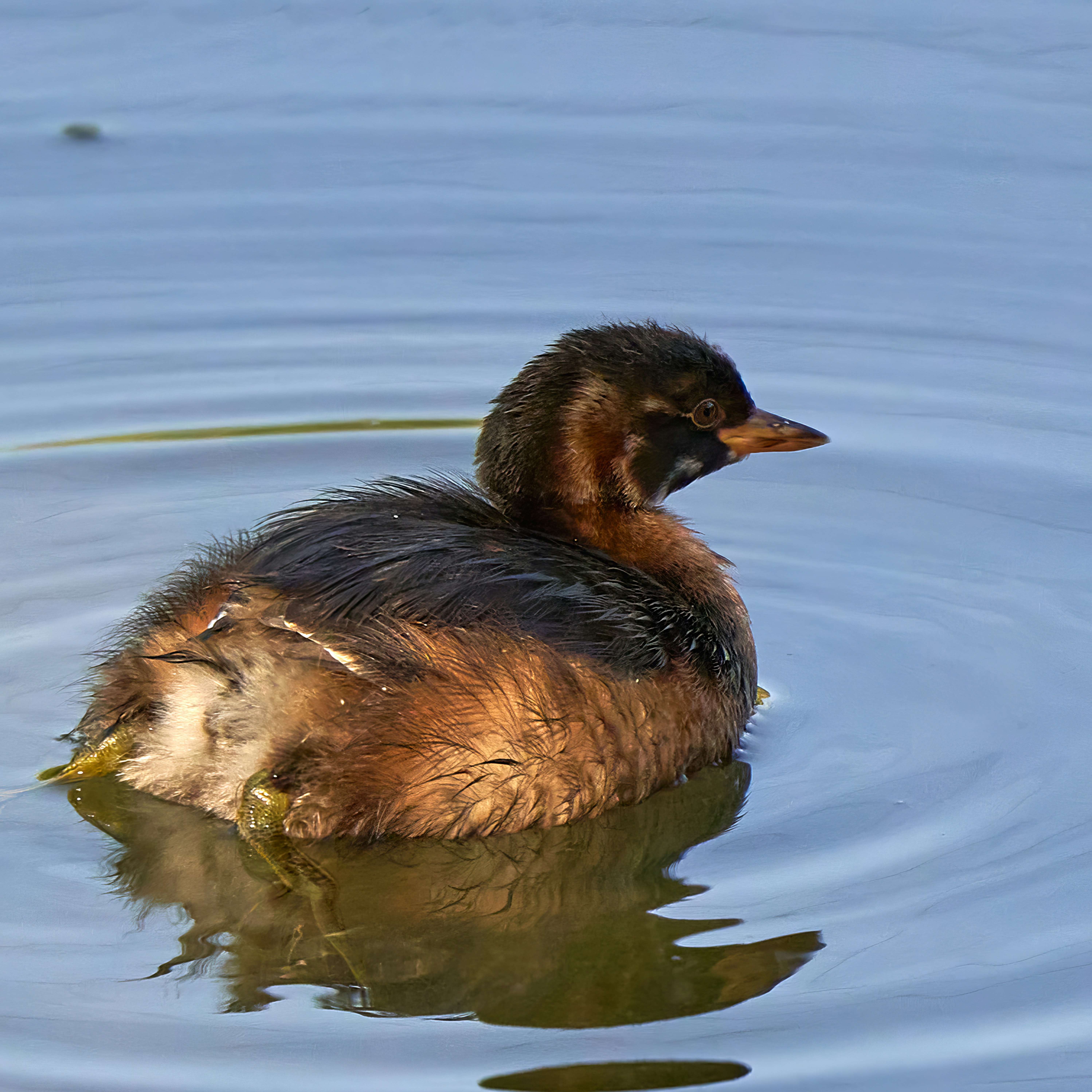 Photo by aperfavorit