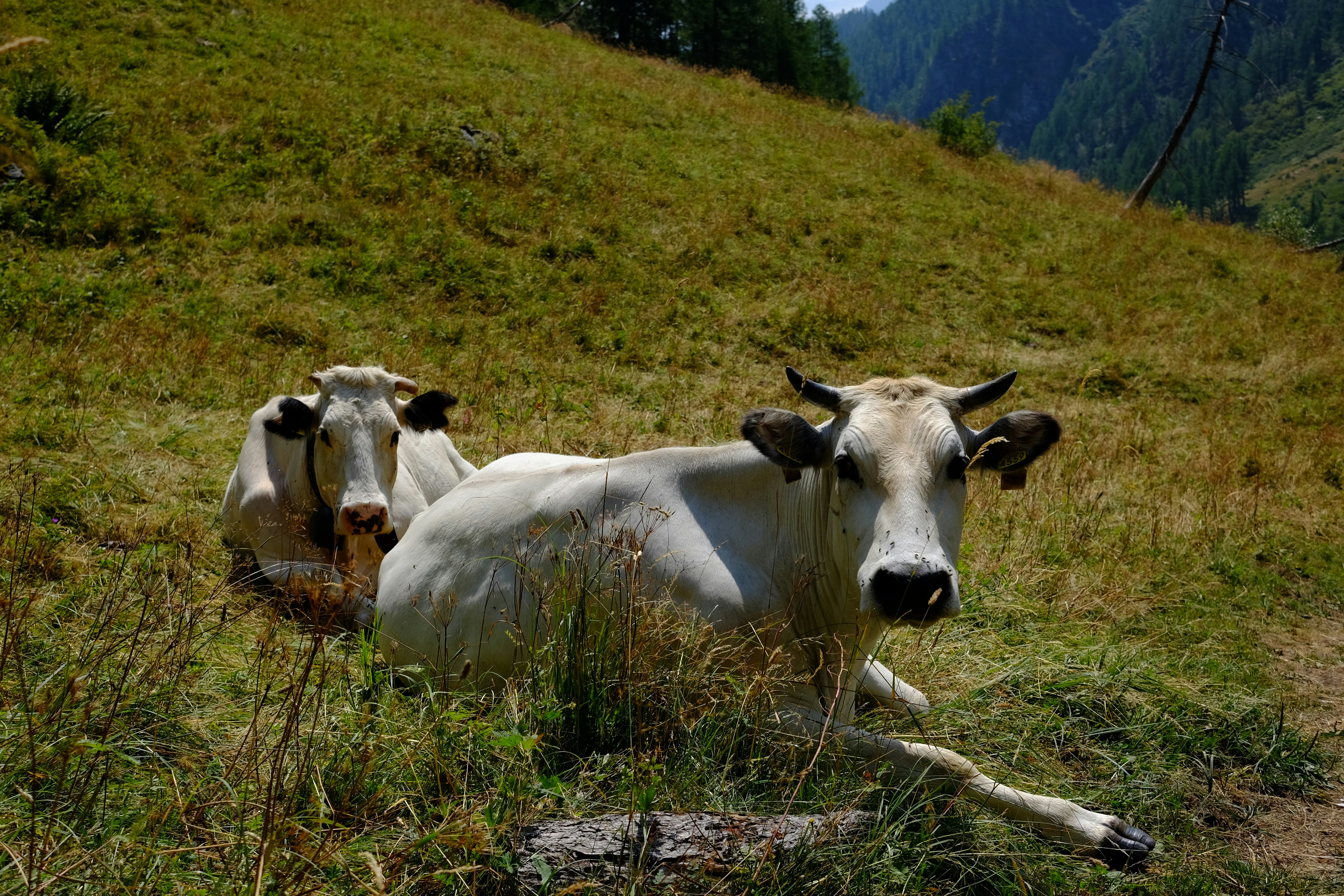 Two white cows resting in a grassy field.