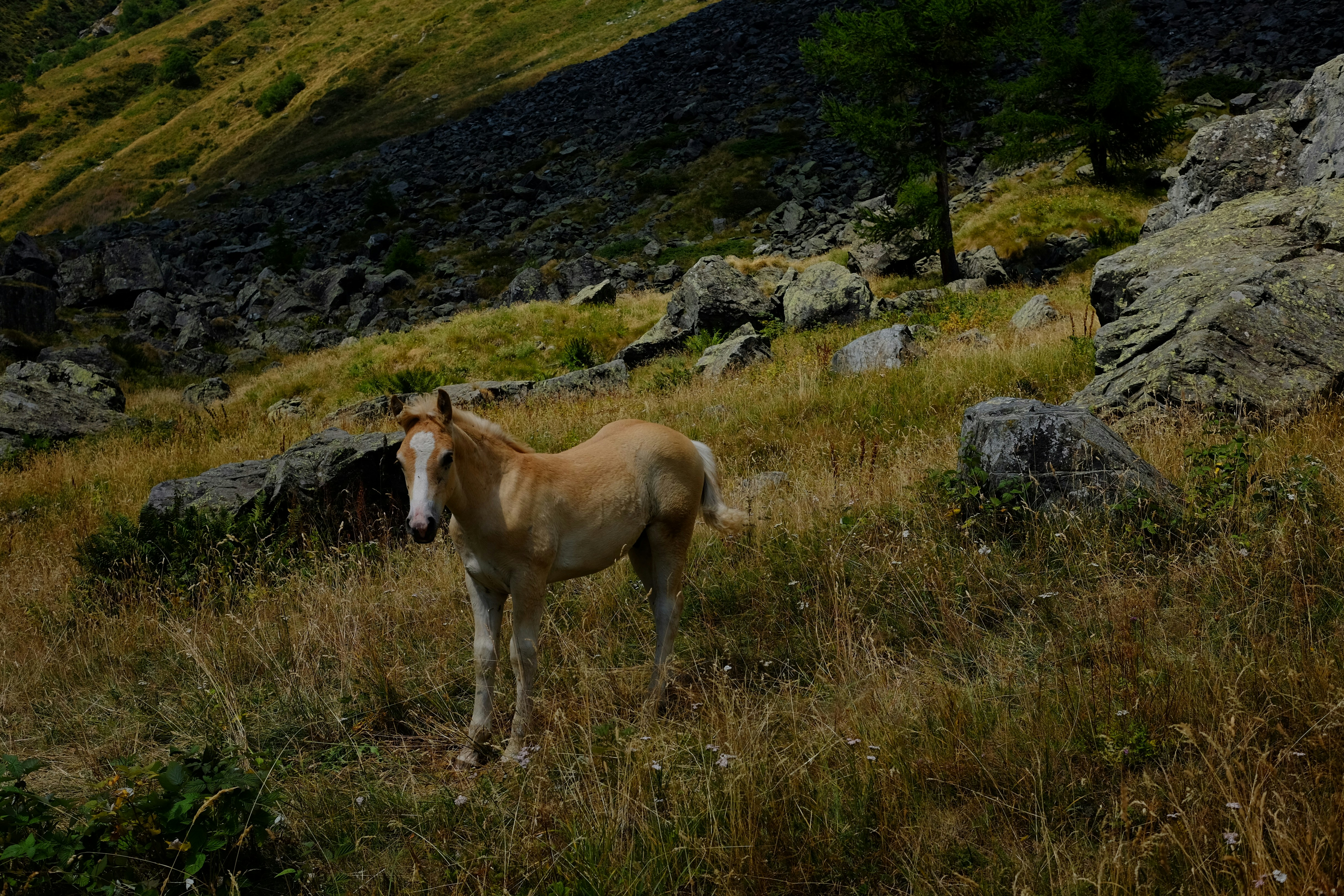 A light brown horse stands in a grassy, rocky field.