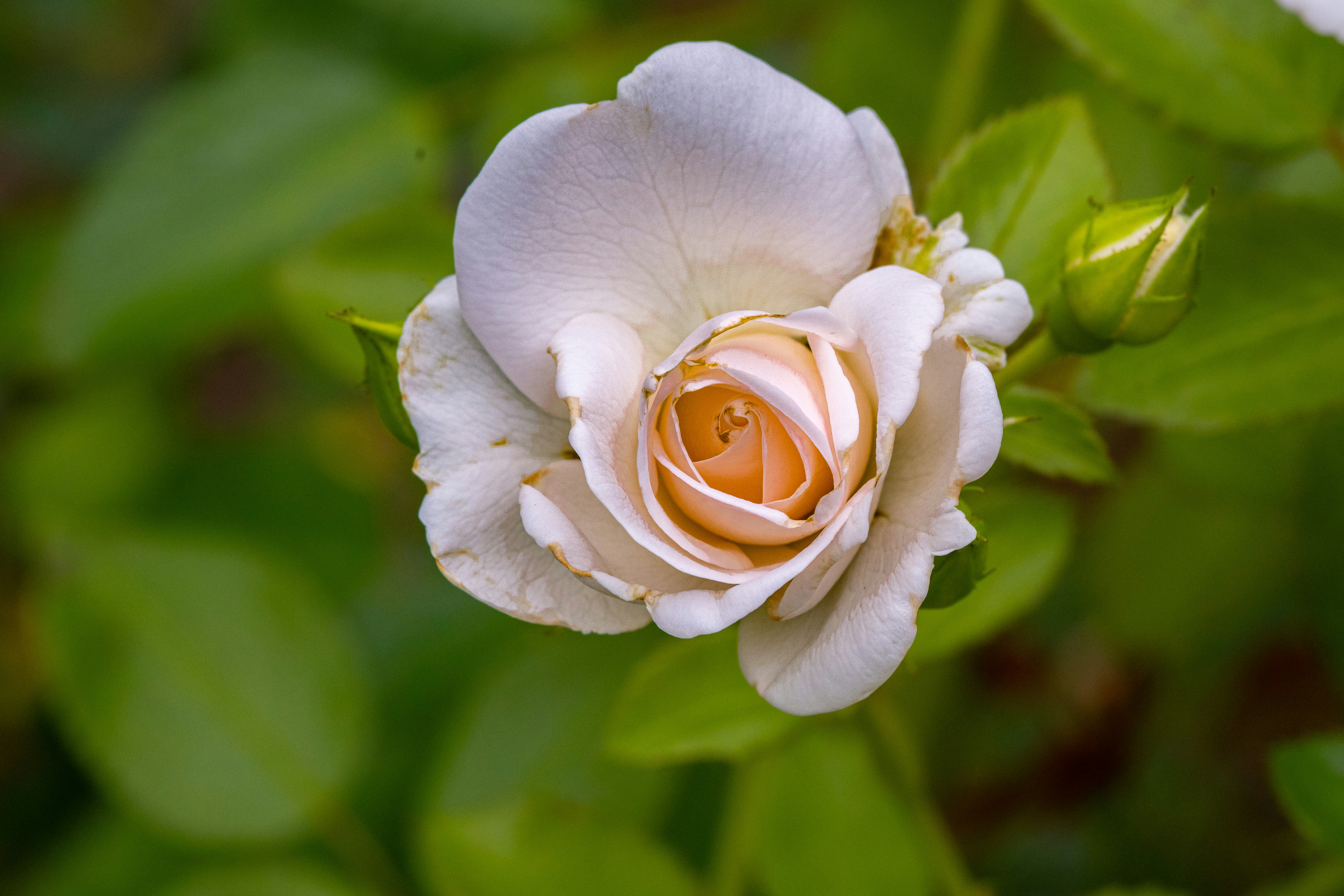 Photo by siegfriedpoepperl