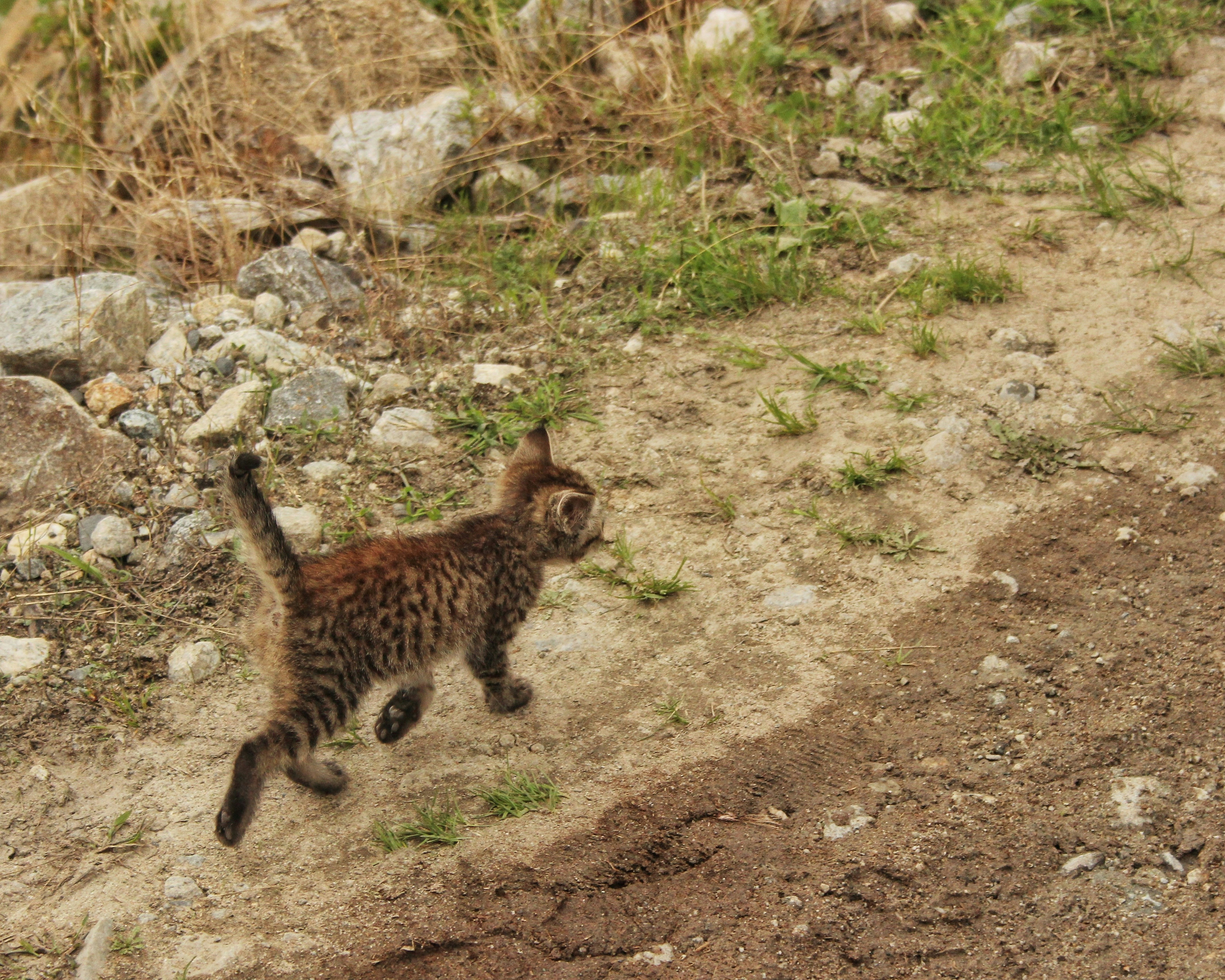 A small tabby kitten runs across a dirt path.