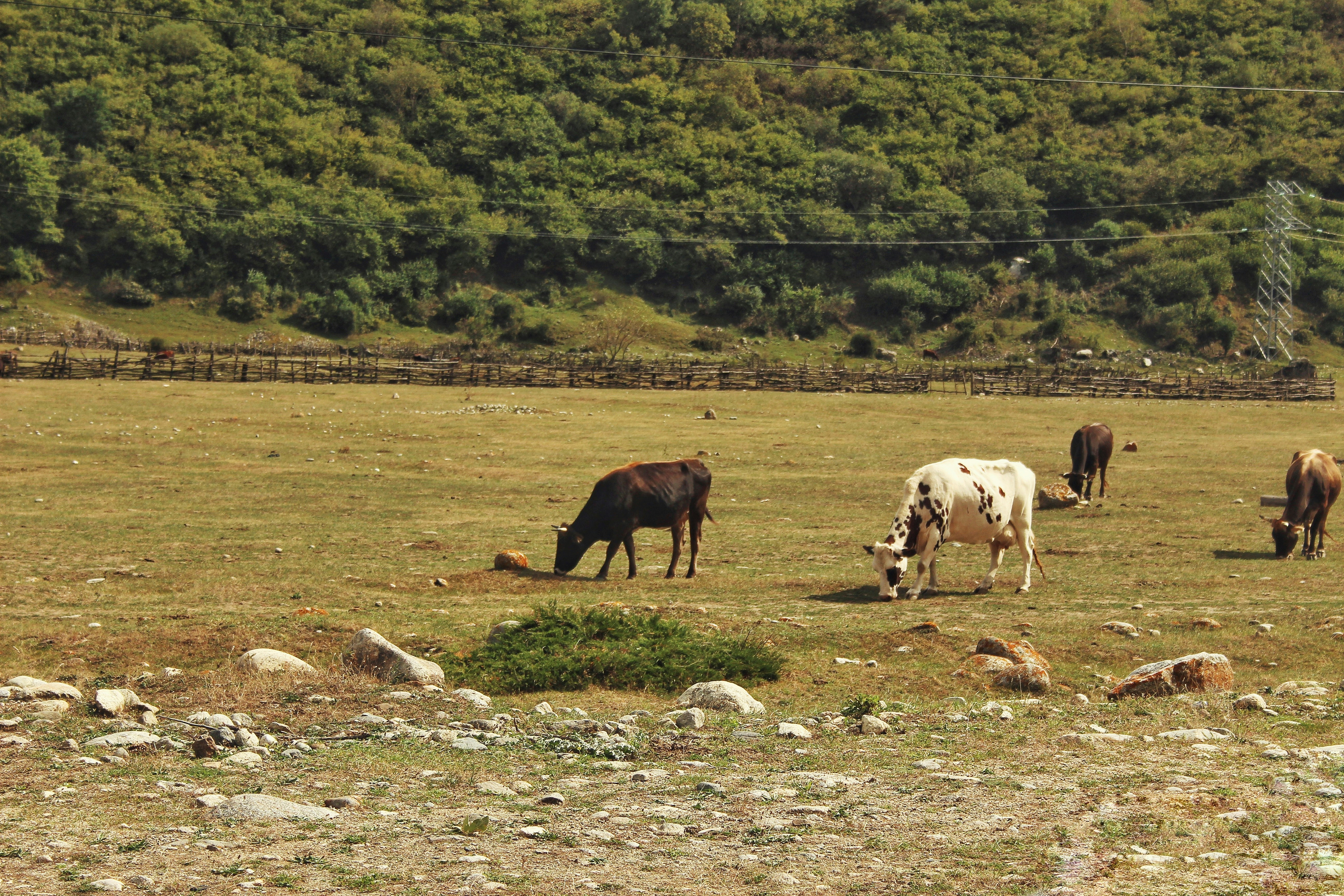 Cows grazing in a grassy field with hills