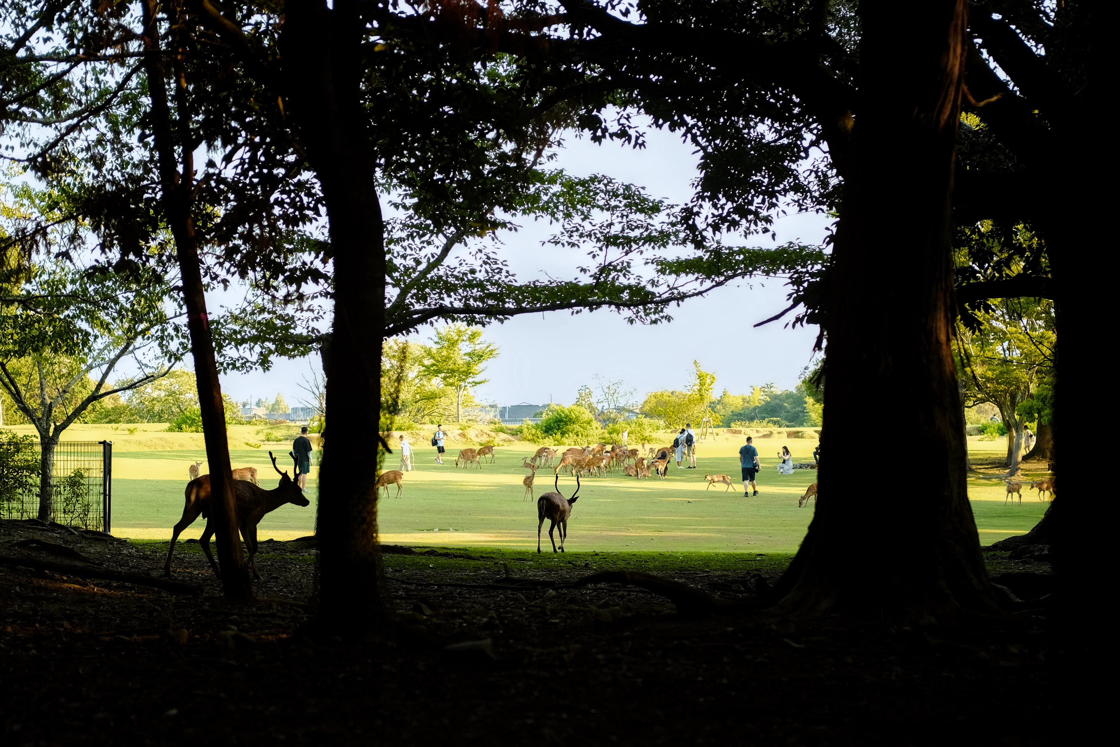 Deer on a sunlit lawn, seen through the shade of old trees, Nara