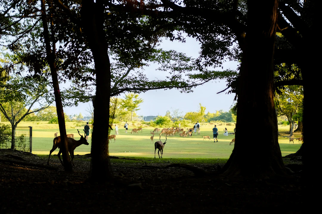 Nara Family Travel Guide: 2-Day Weekend Itinerary