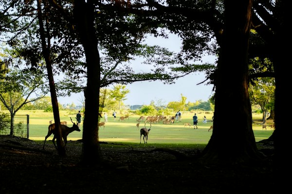 Deer grazing in a grassy field with trees — Nara, Japan