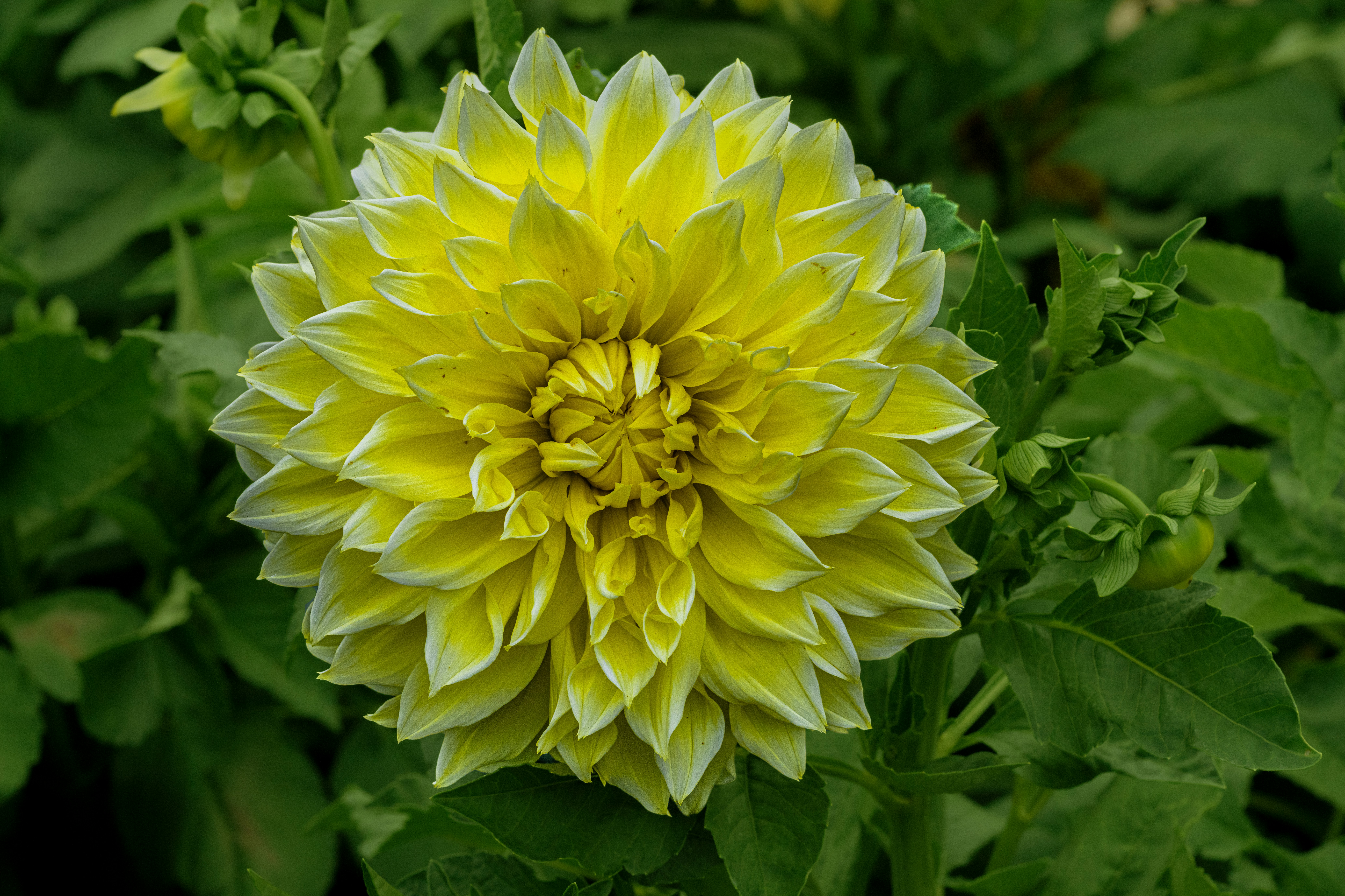 Photo by siegfriedpoepperl