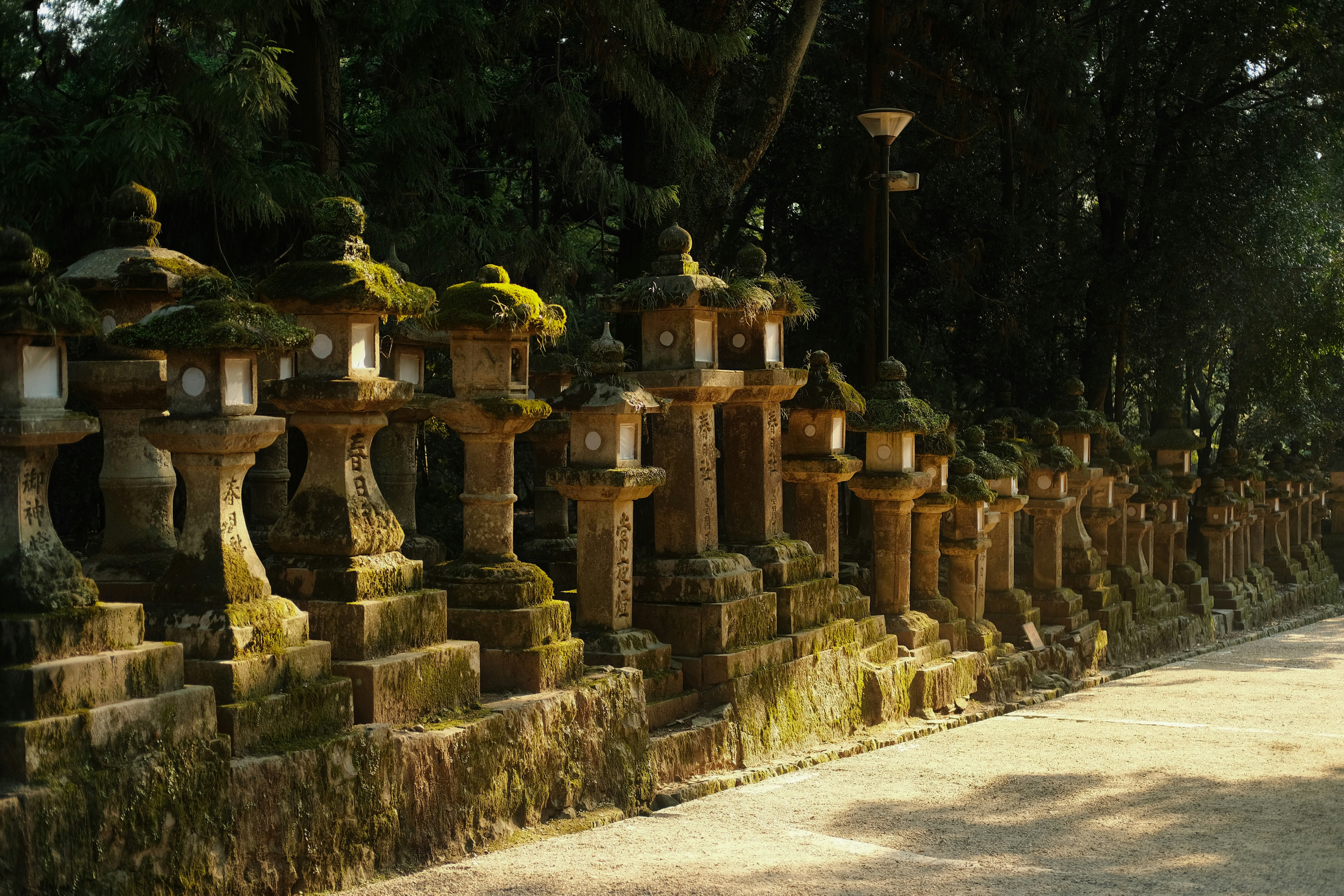 Stone lanterns covered in moss along a path