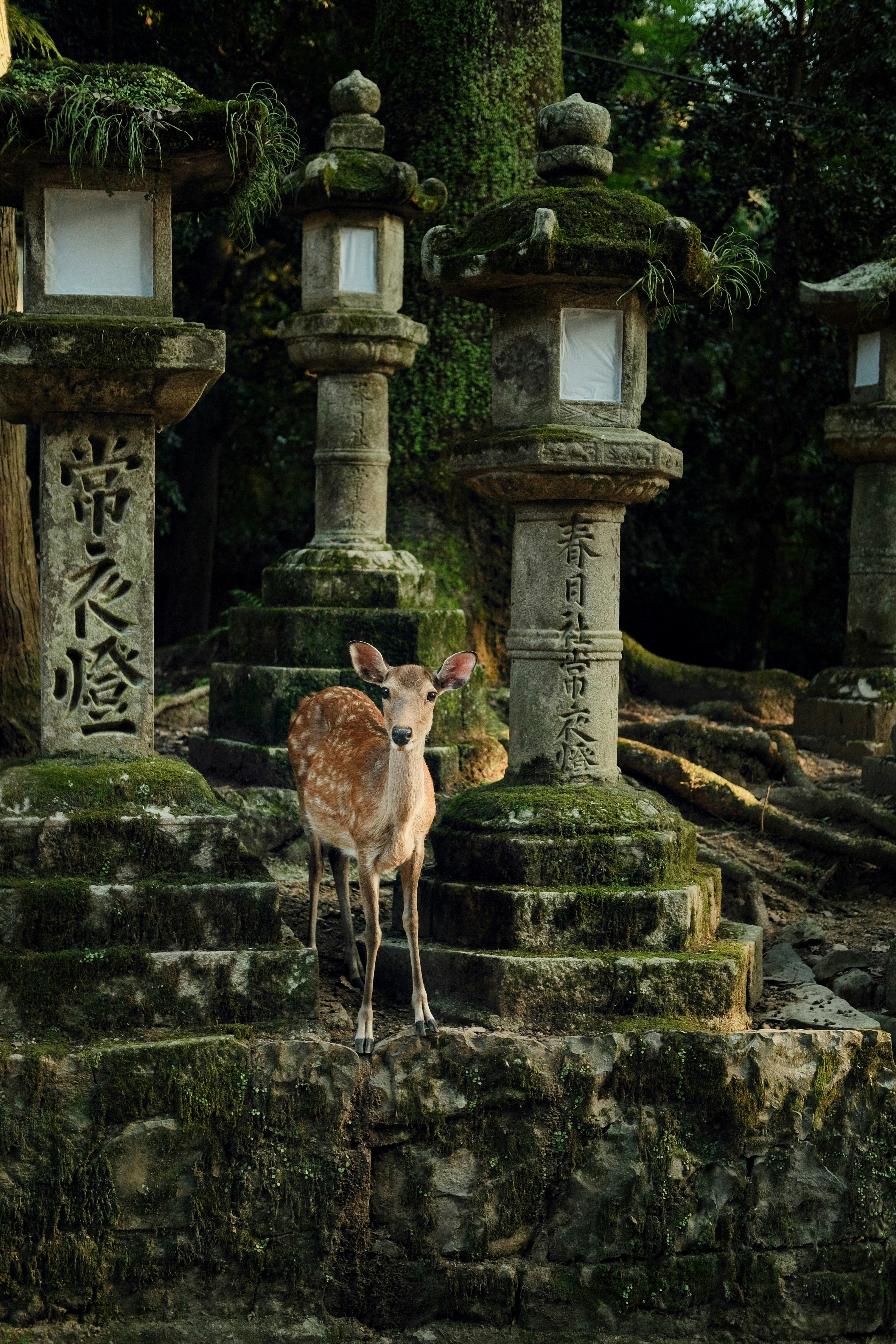 Deer stands near moss-covered stone lanterns