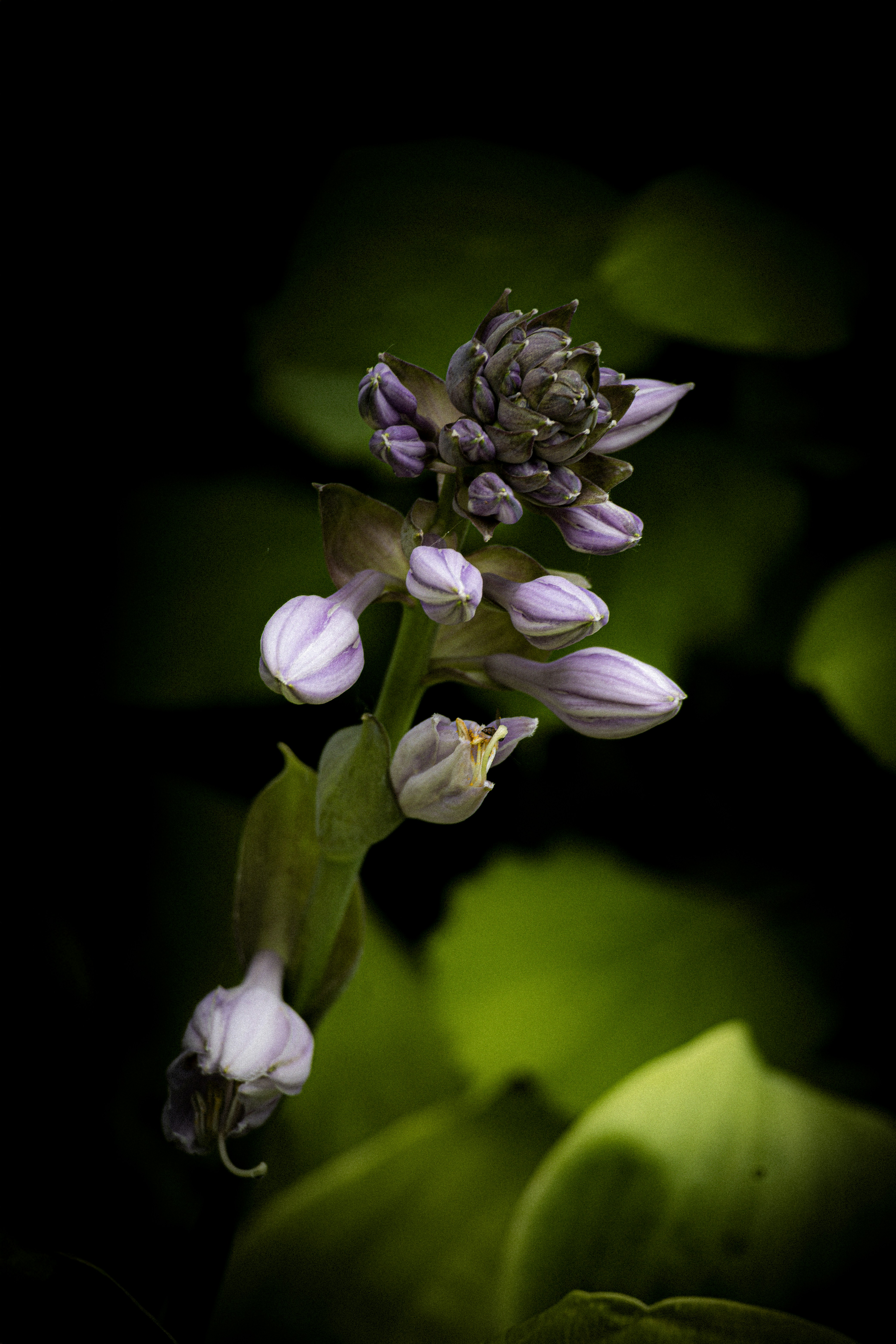 Delicate purple flower bud against dark background