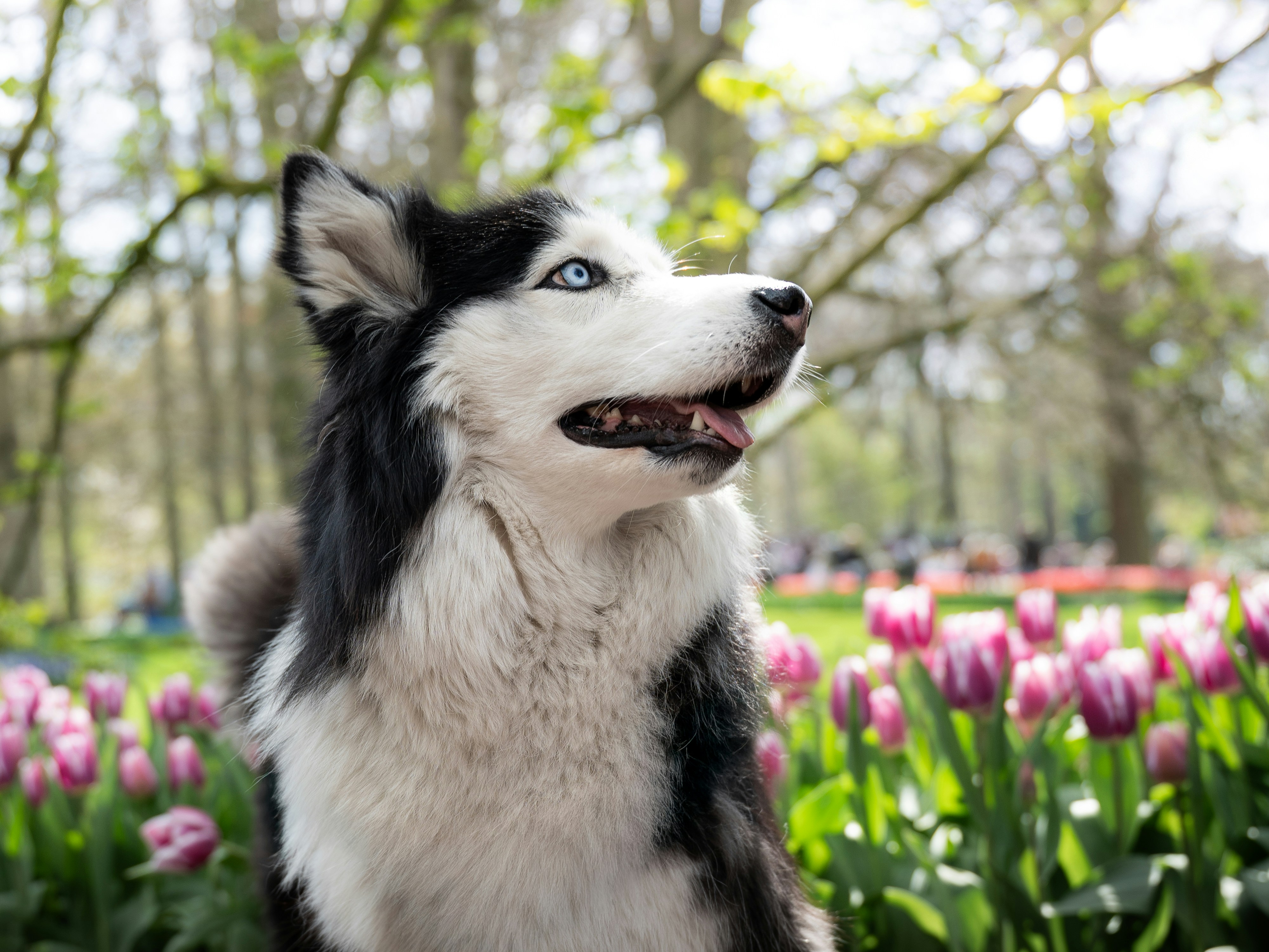 Pets enjoying different seasons in nature